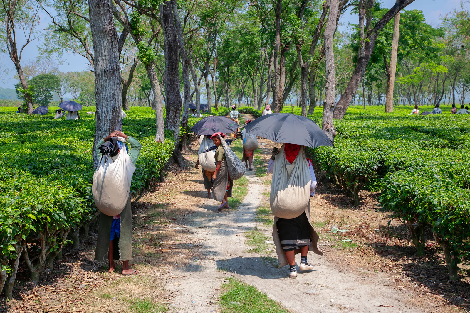 Assam Tea Country