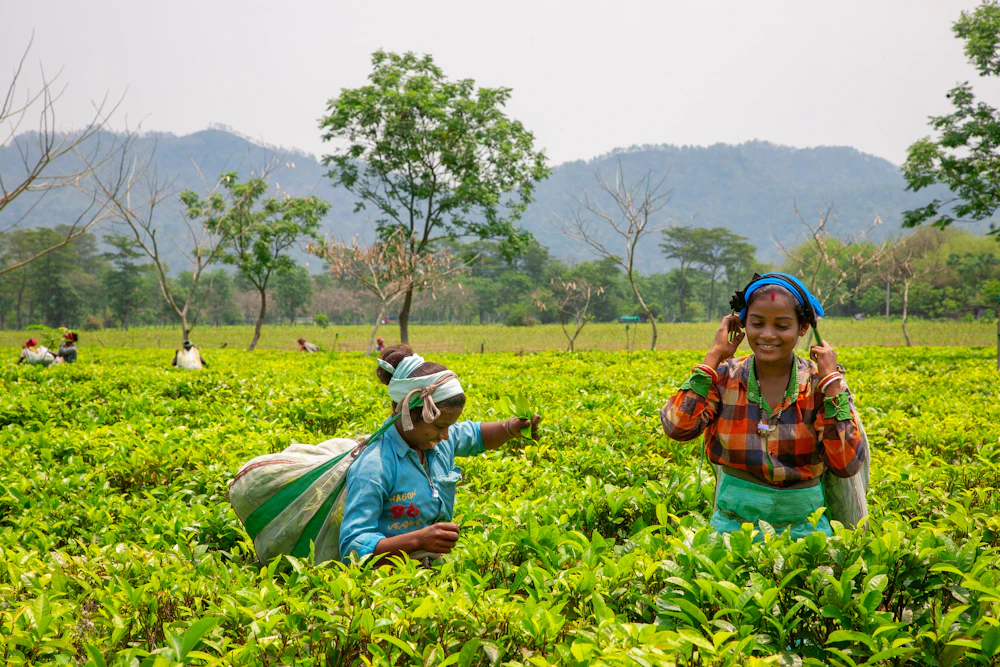 Women harvesting tea leaves on an Assam tea estate