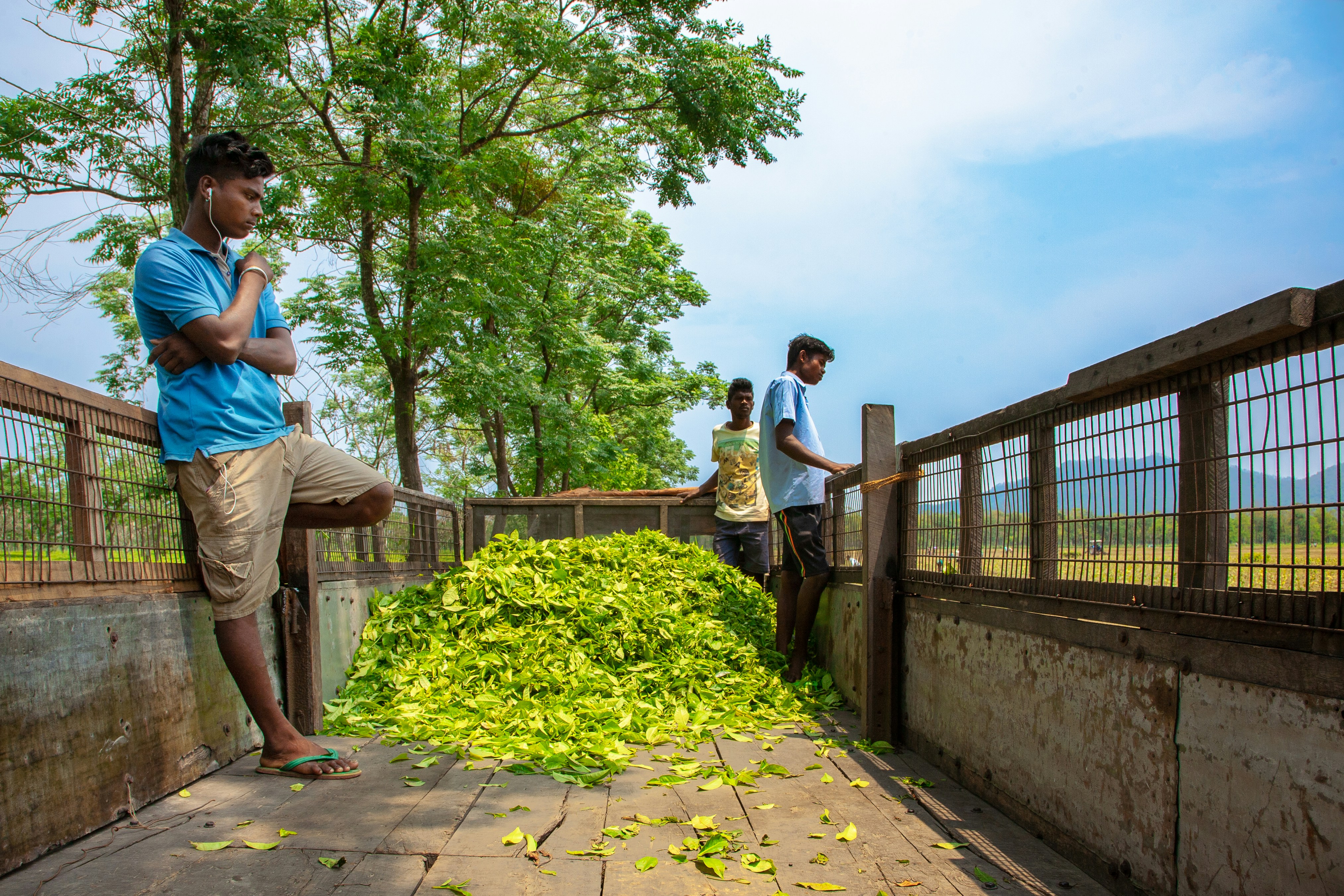 Tea Plantation