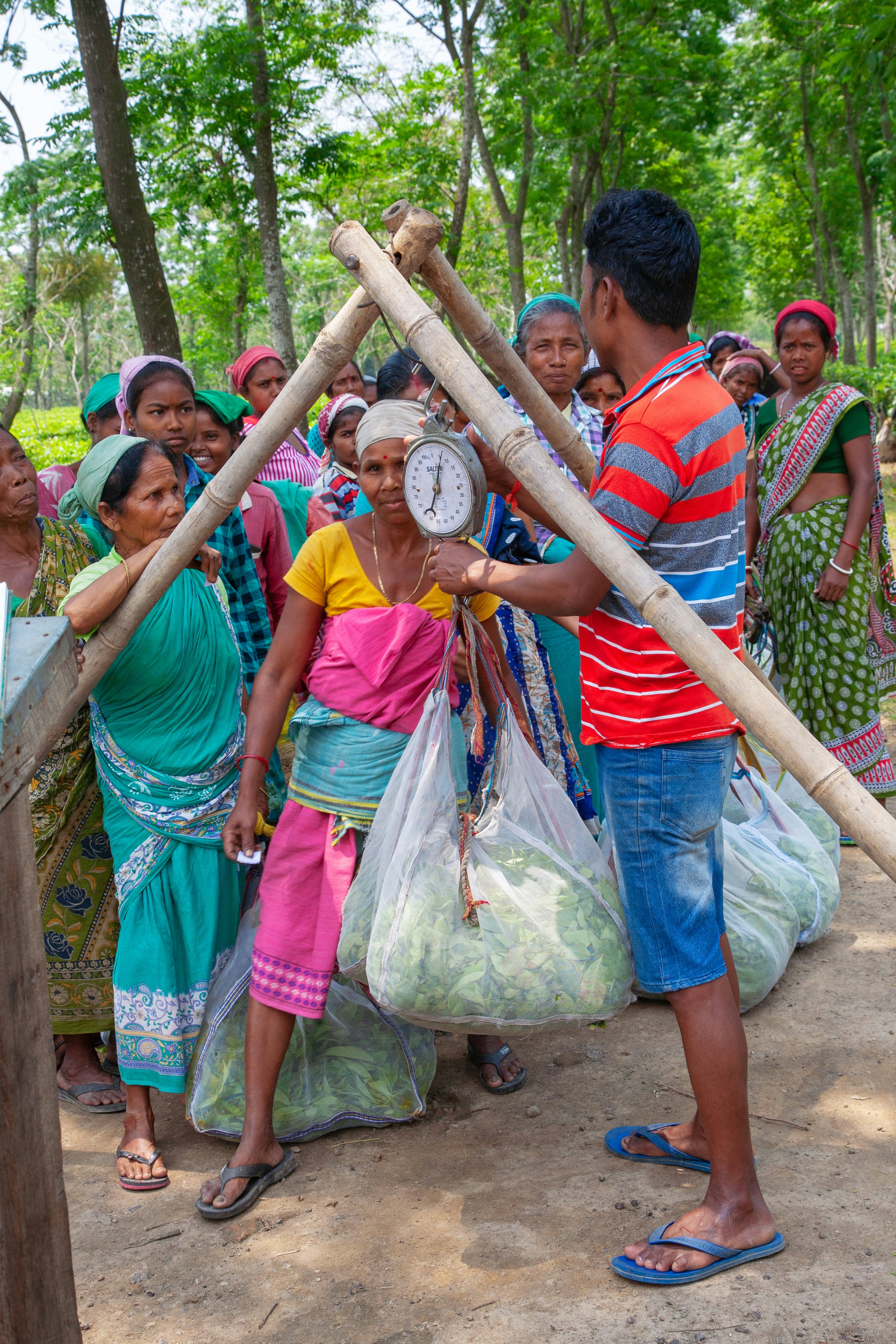 People weighing harvested produce outdoors with a scale.