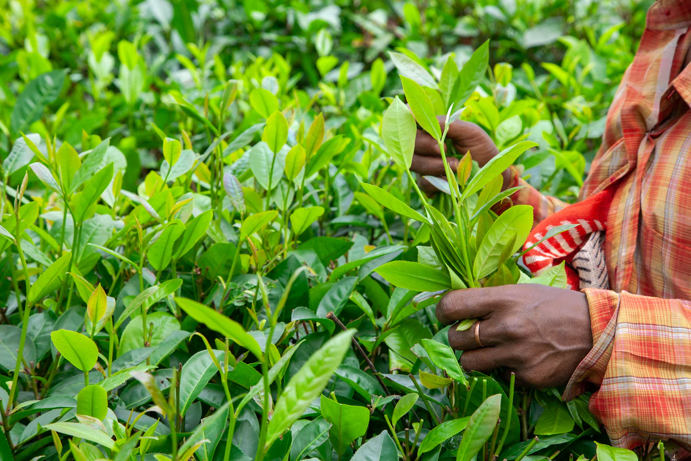 Hands selecting fresh green tea leaves in a garden