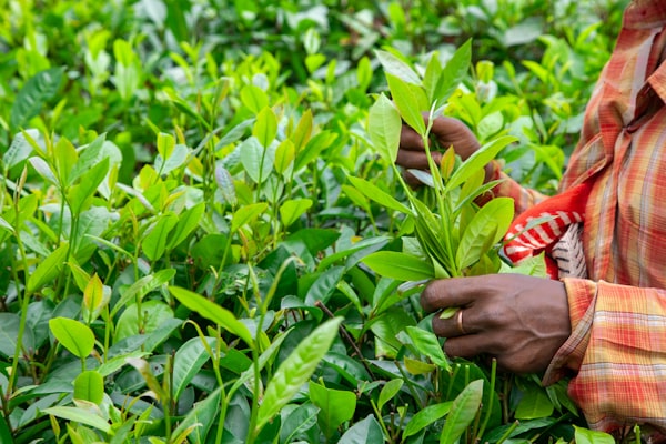 Fairtrade Africa — hands picking fresh tea leaves