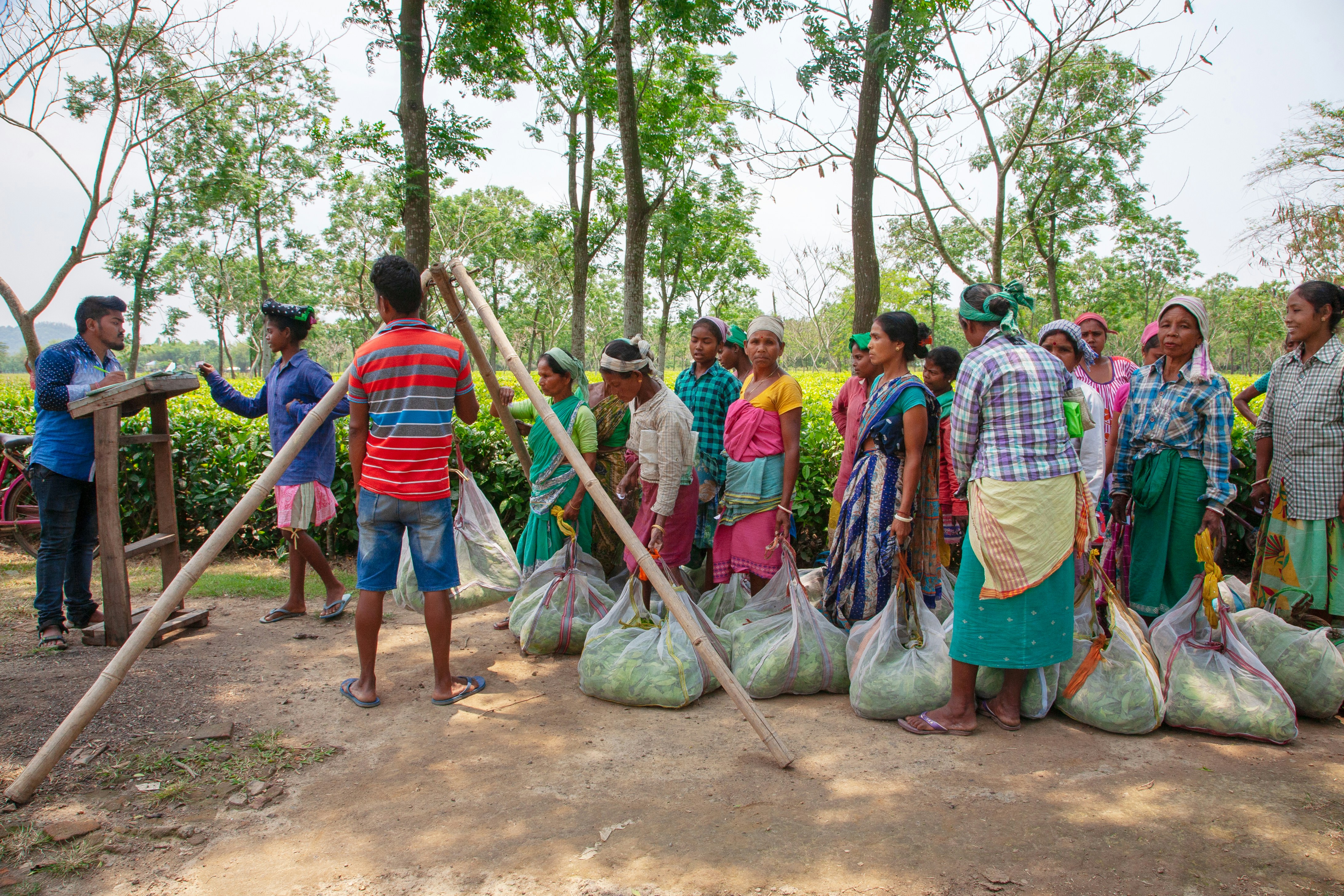 People gathered with large bags of produce near trees
