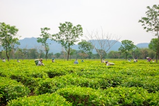 Workers harvest tea leaves in a lush green plantation.