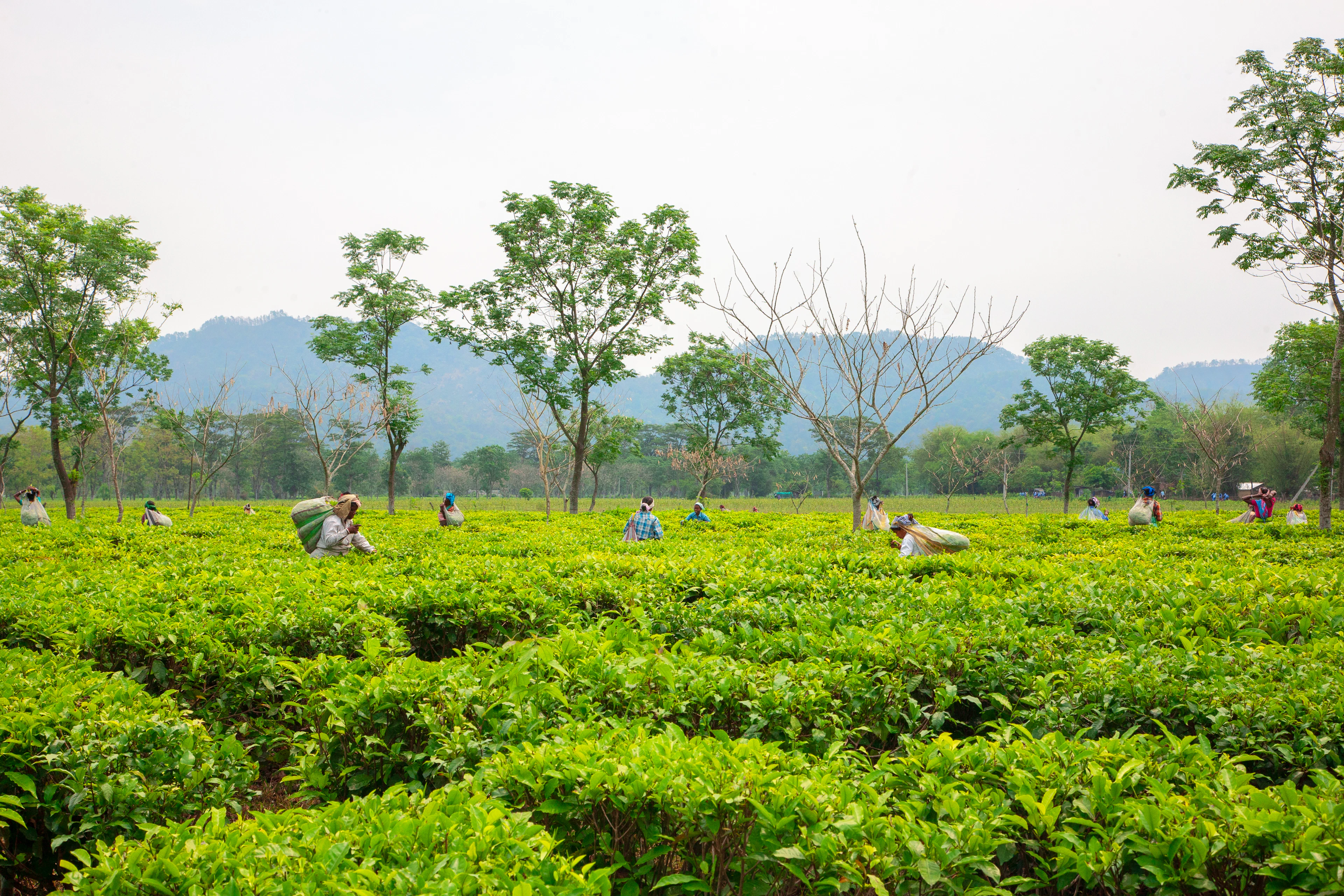 Workers harvesting tea leaves across a lush green plantation