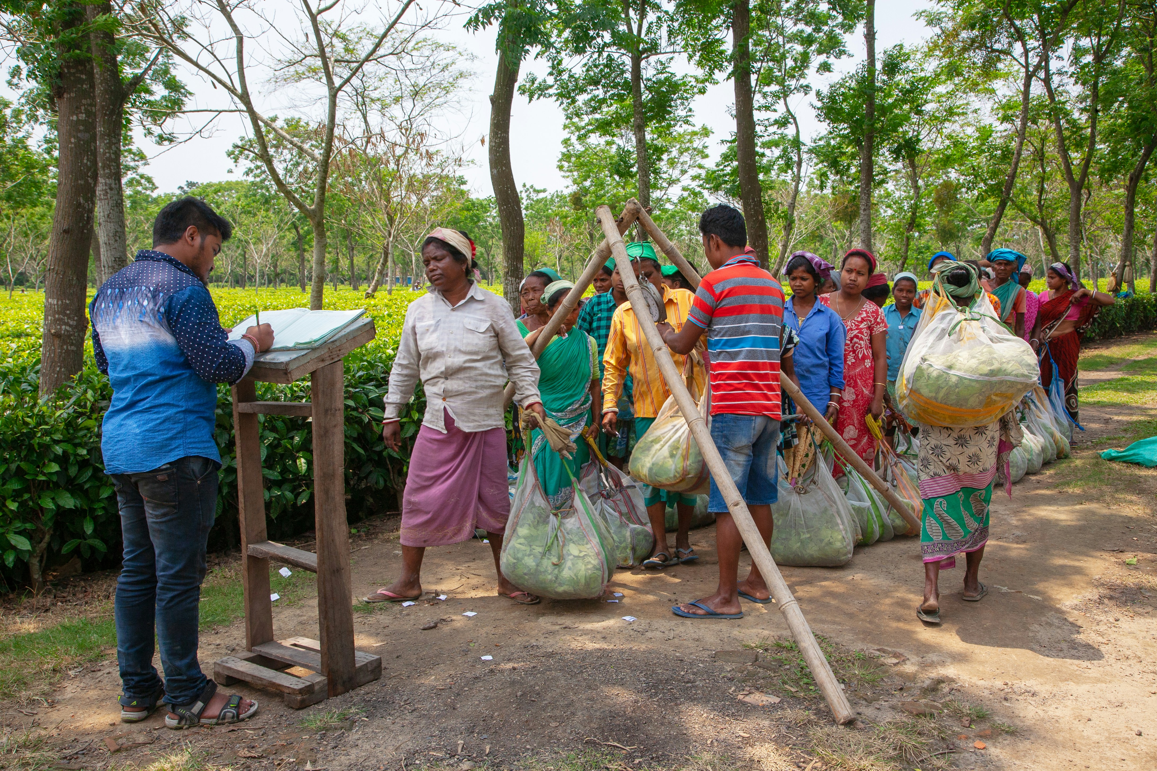Workers line up with harvested tea leaves in bags.