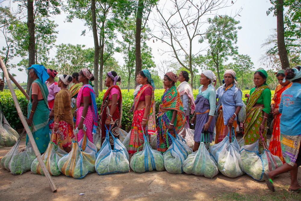 Women working in the fields of North-East India