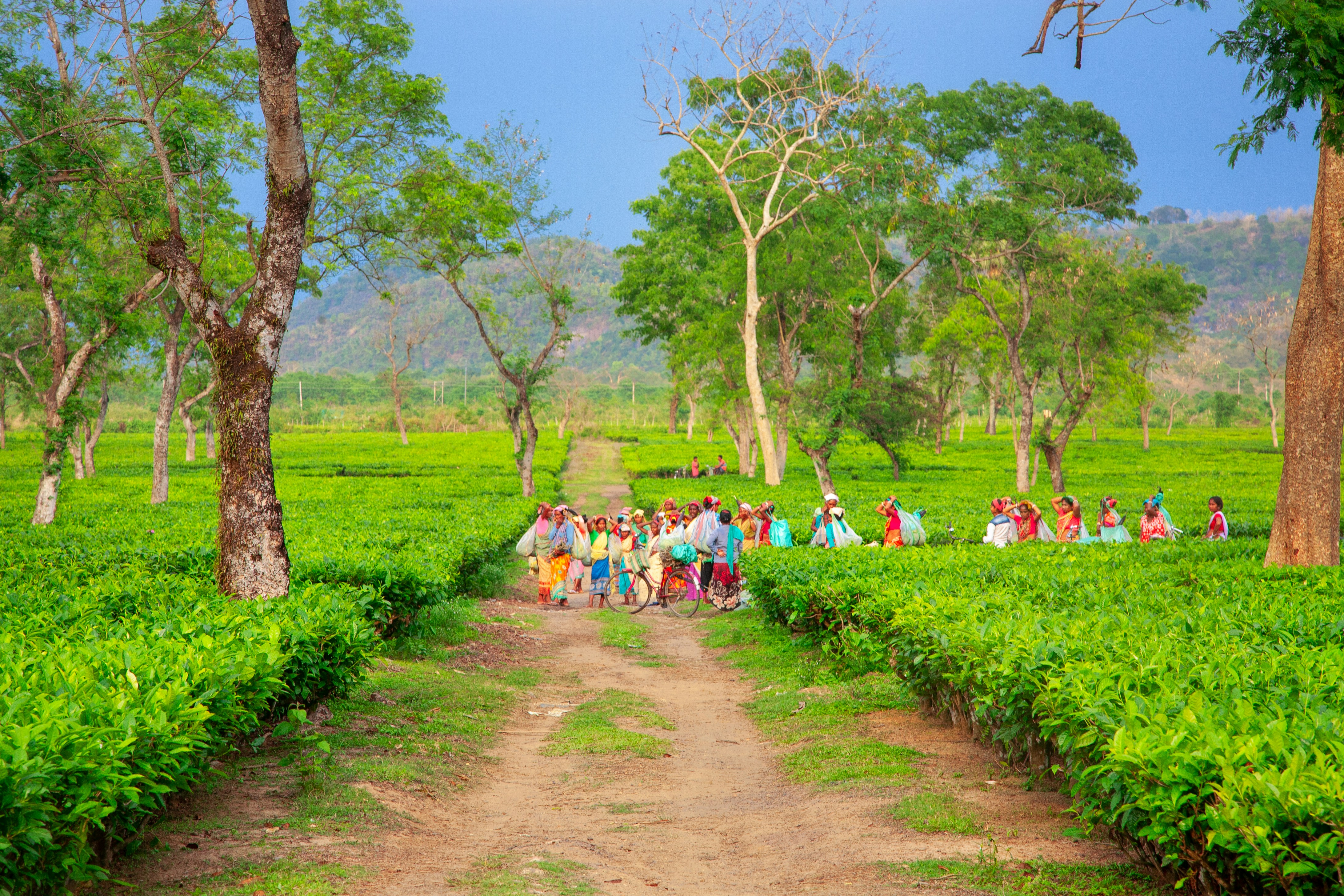 People walking on a dirt path through tea plantations.
