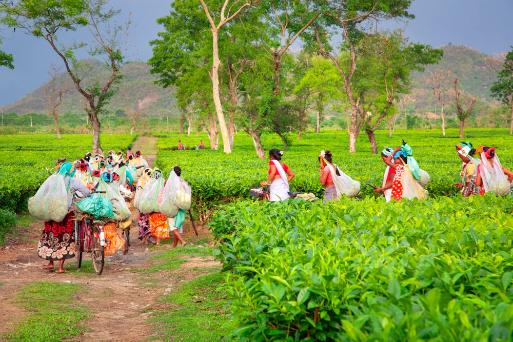 Workers carrying baskets through an Assam tea plantation