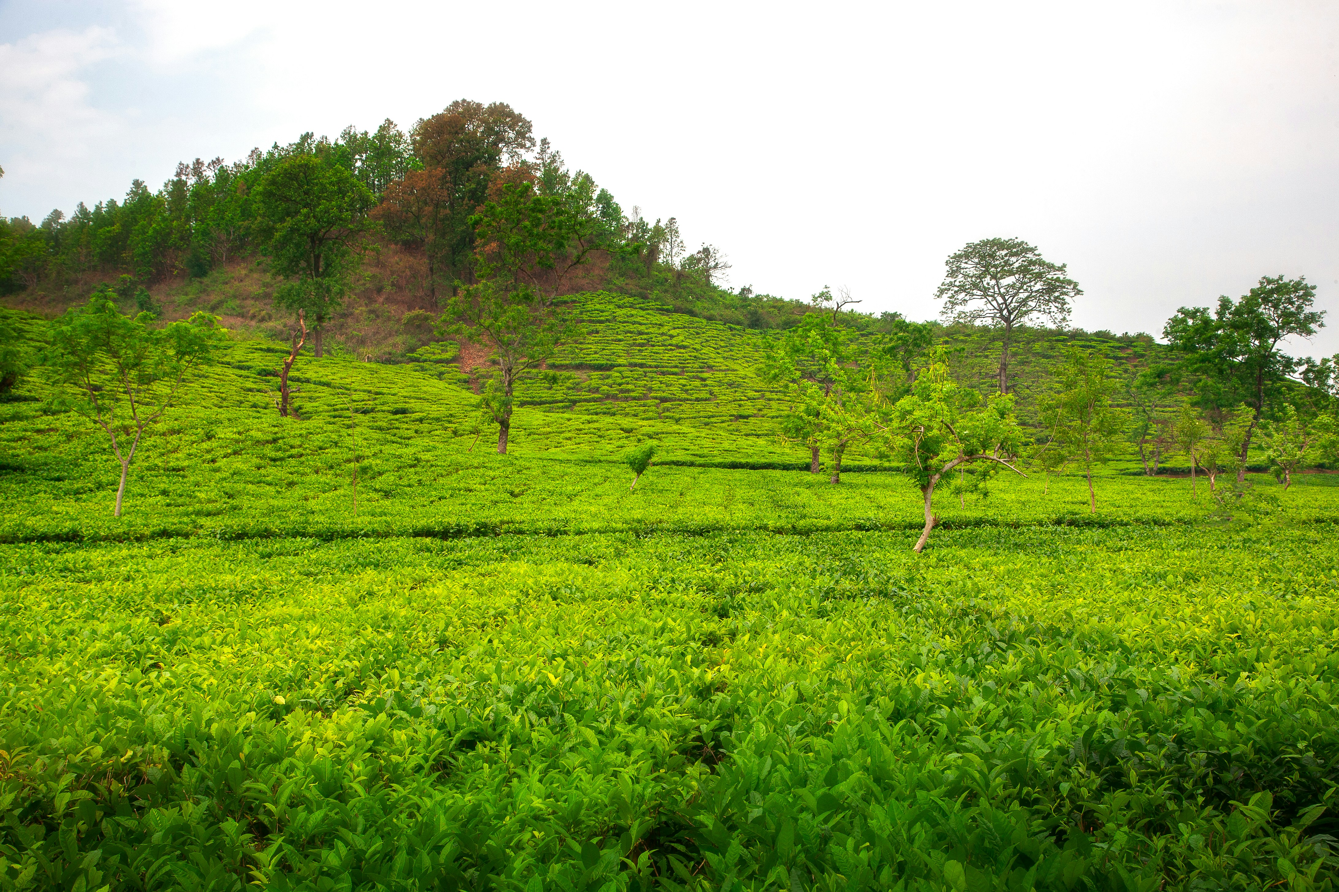 Lush green tea plantation on a hillside.