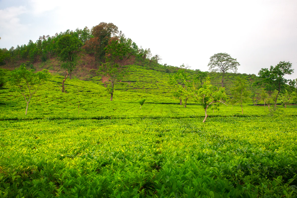 Digboi