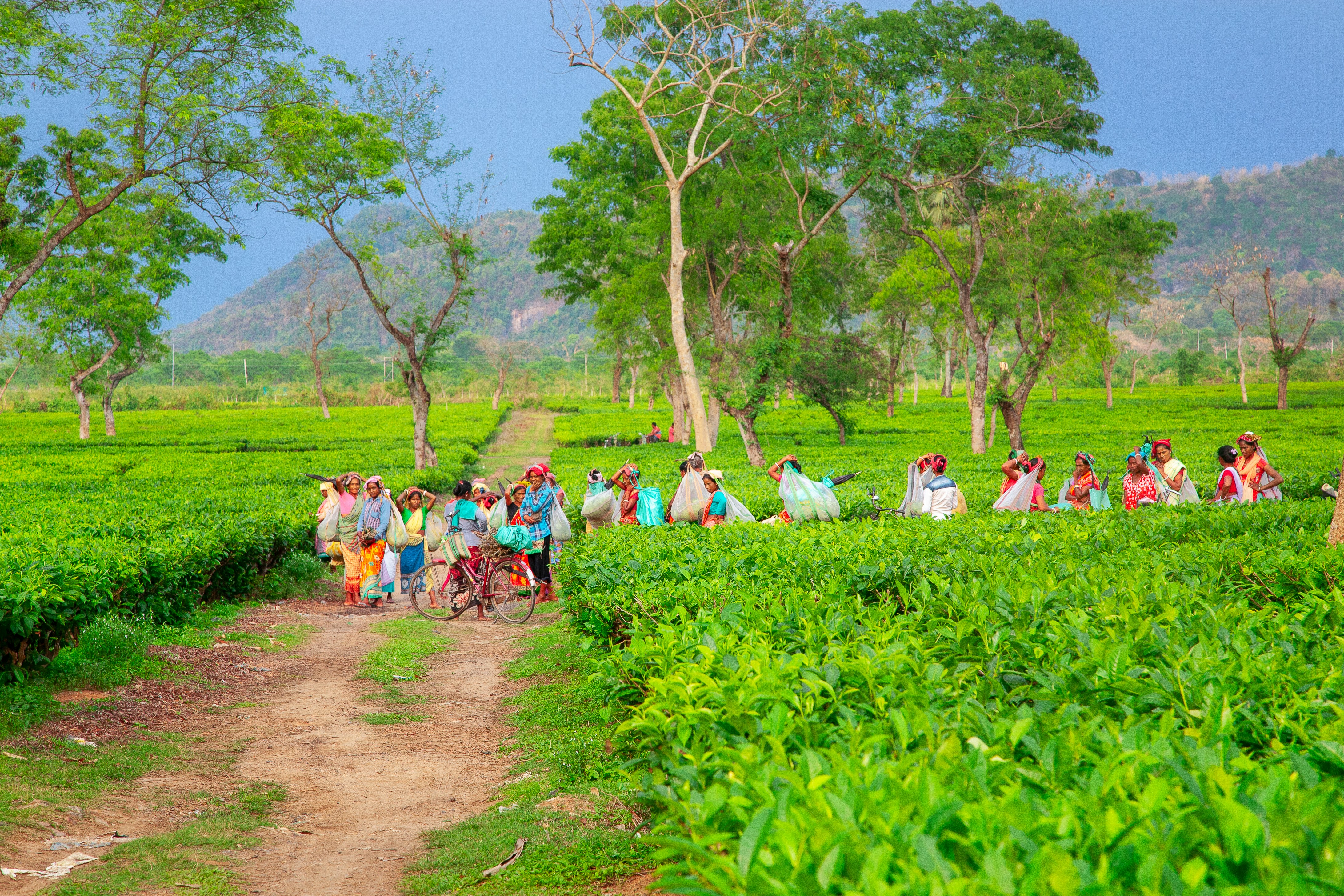 Workers harvesting tea leaves on a sunny day.