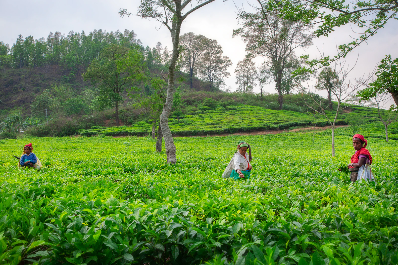 Pluckers working their way through a hillside tea garden.