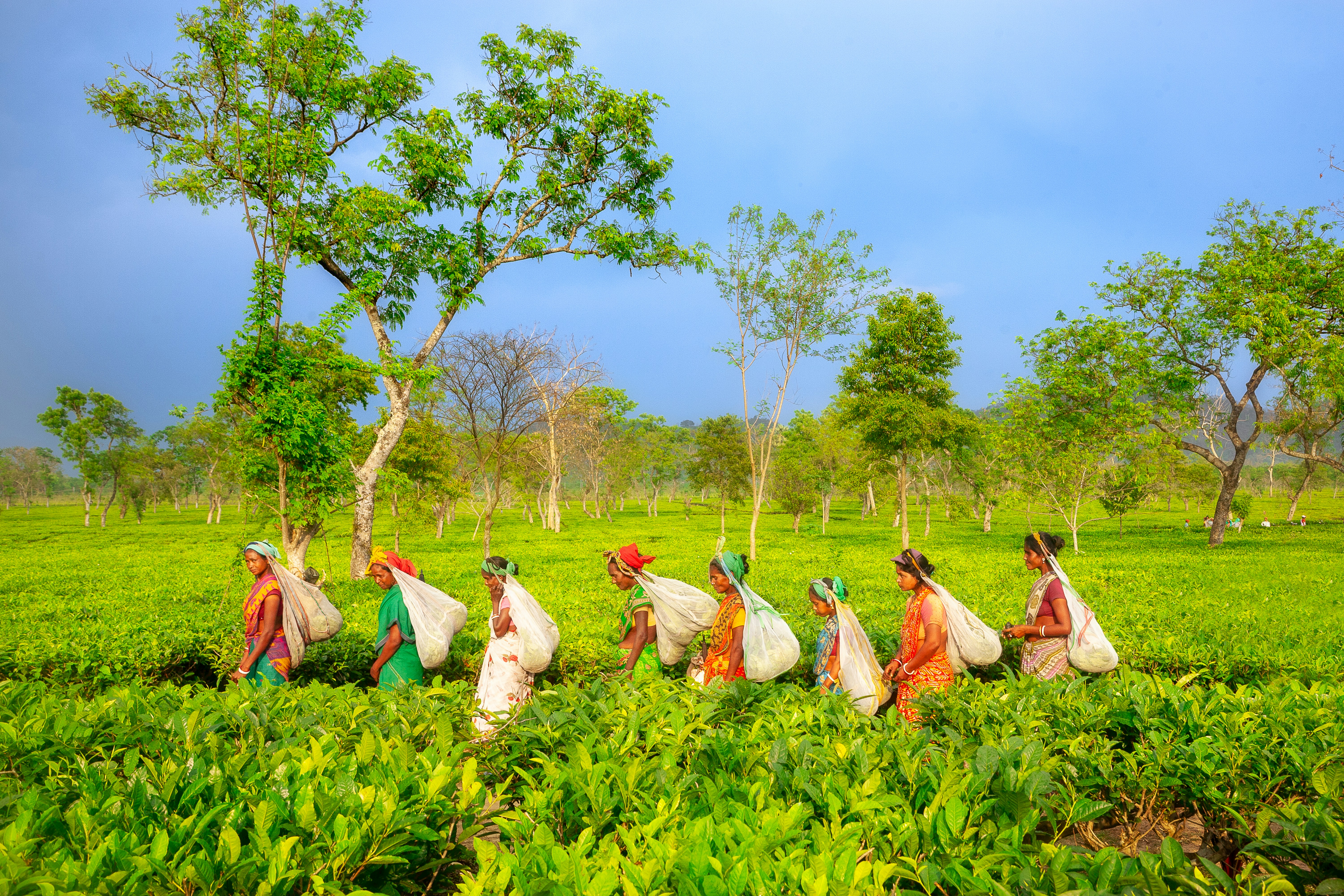 A group of smiling farmers standing in their lush green field, symbolizing prosperity and hard work.