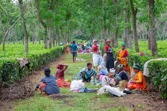 Workers resting in a lush green tea plantation