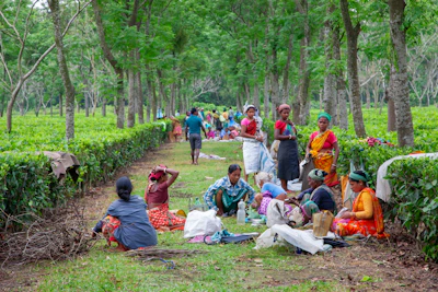 Workers resting in a lush green tea plantation