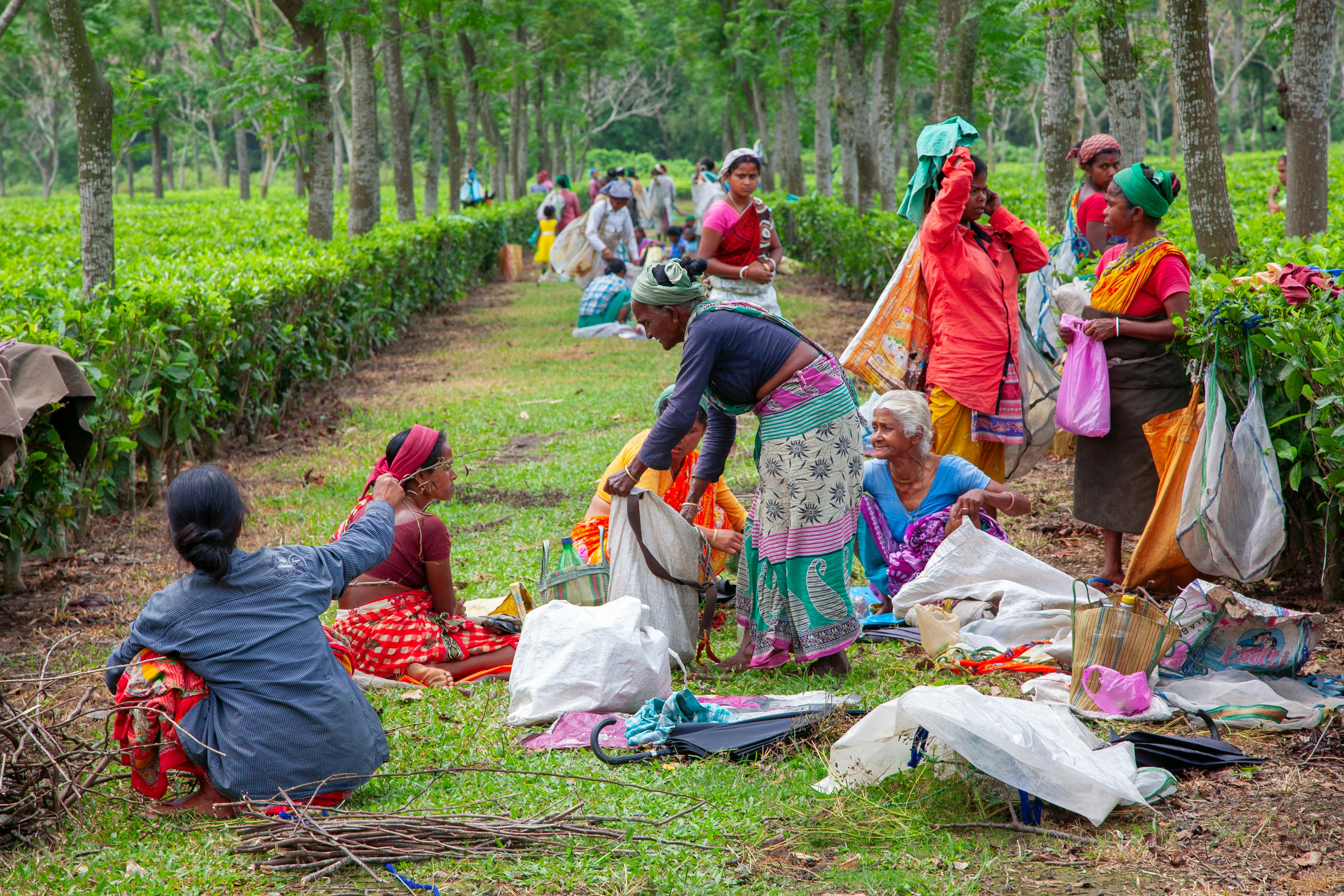 Women picking tea leaves