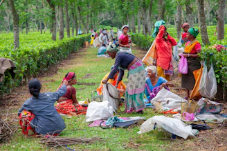 Workers resting in a lush green tea plantation.