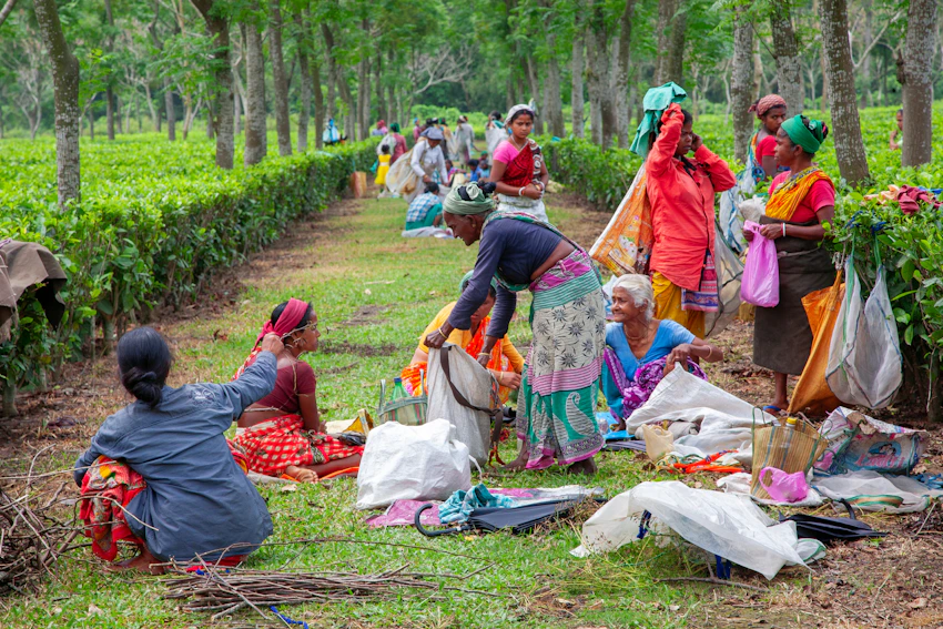 Workers in a green tea plantation in Assam