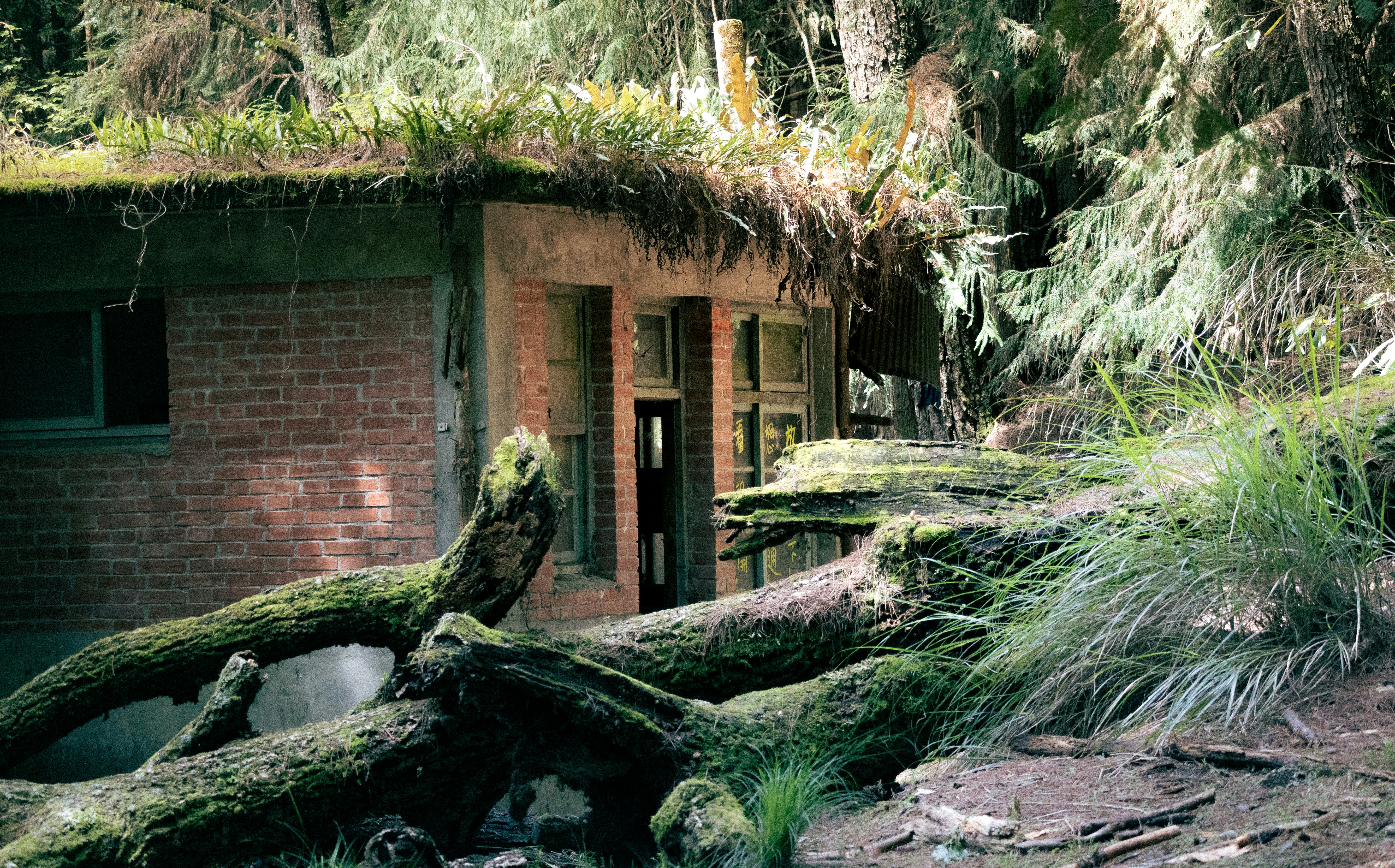 Overgrown brick building with fallen mossy tree.