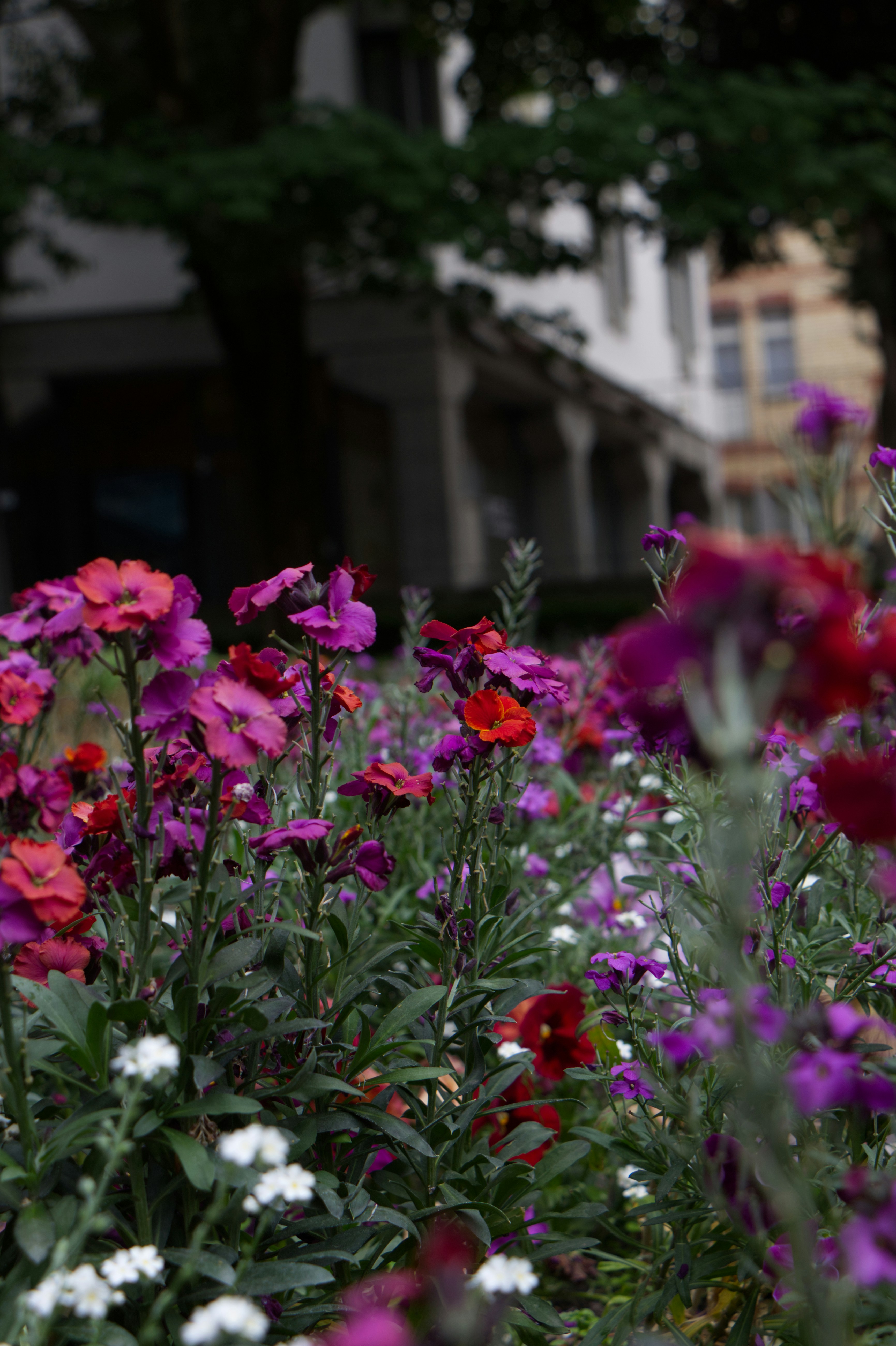 Bunte Blumen blühen vor einem Gebäude.
