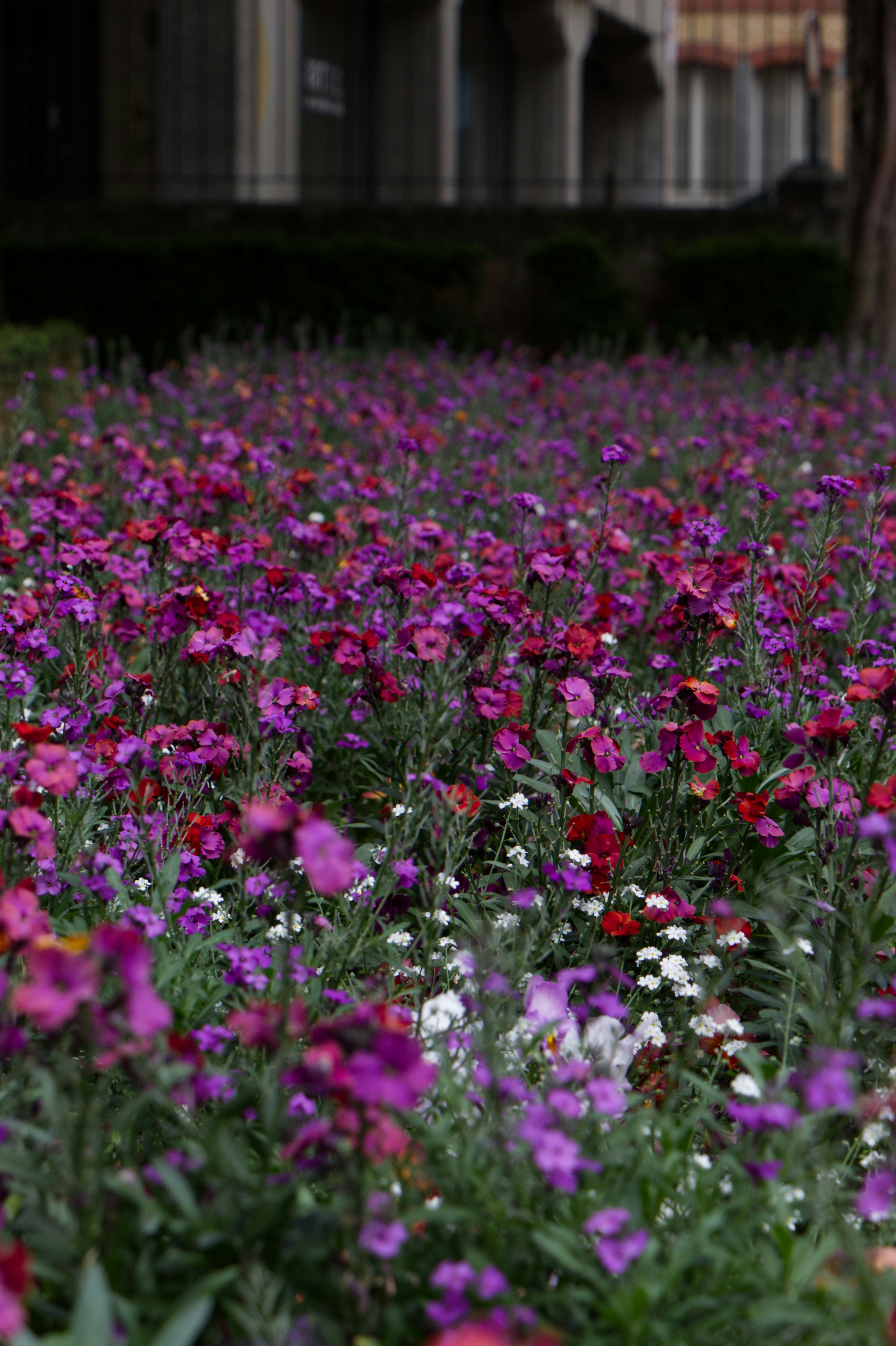 Feld mit lila und rosa Blumen mit Gebäudehintergrund