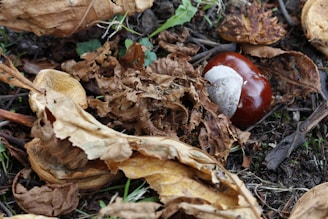 A single chestnut rests among dry autumn leaves.