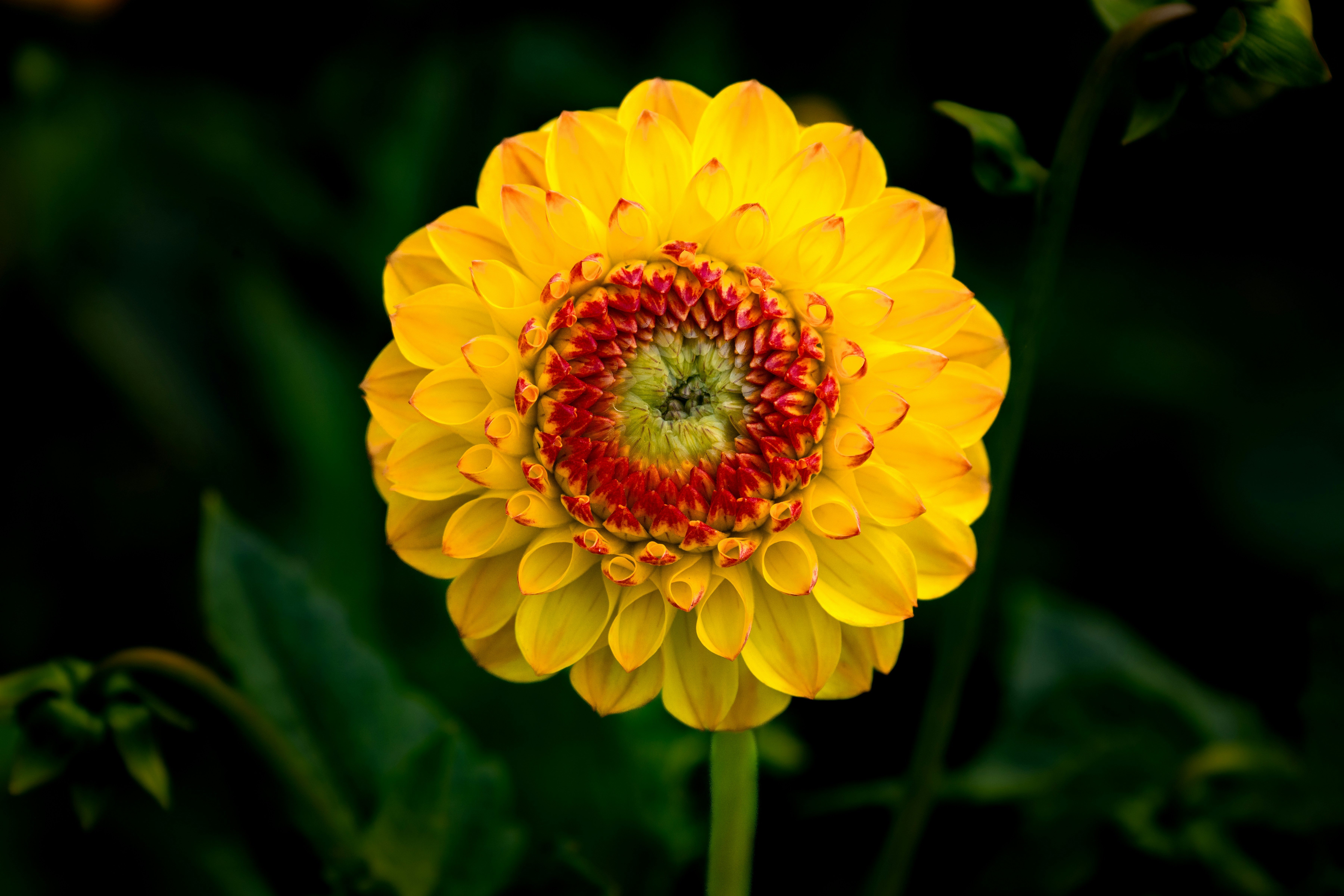 Photo by siegfriedpoepperl