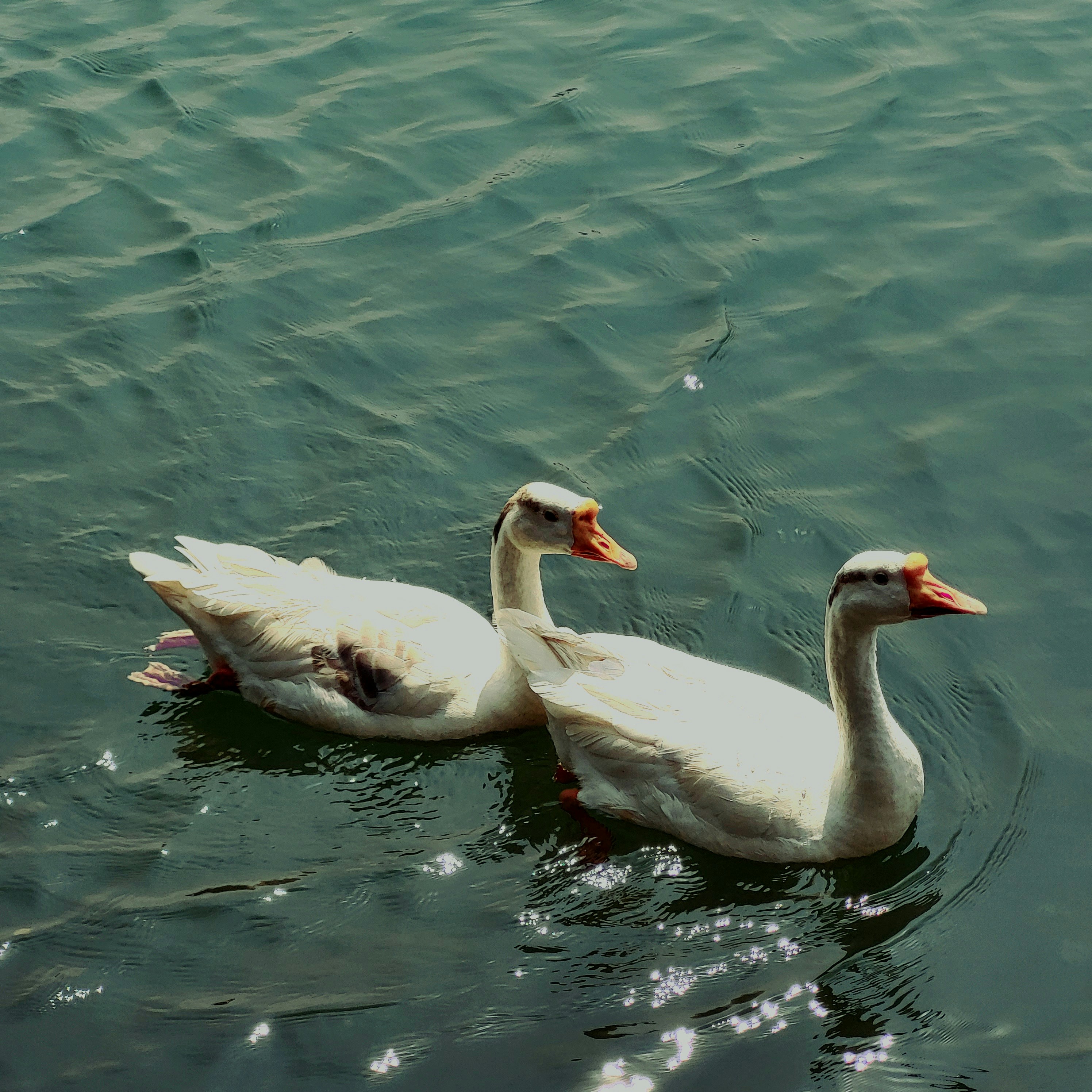 Photo by deepti_paikra