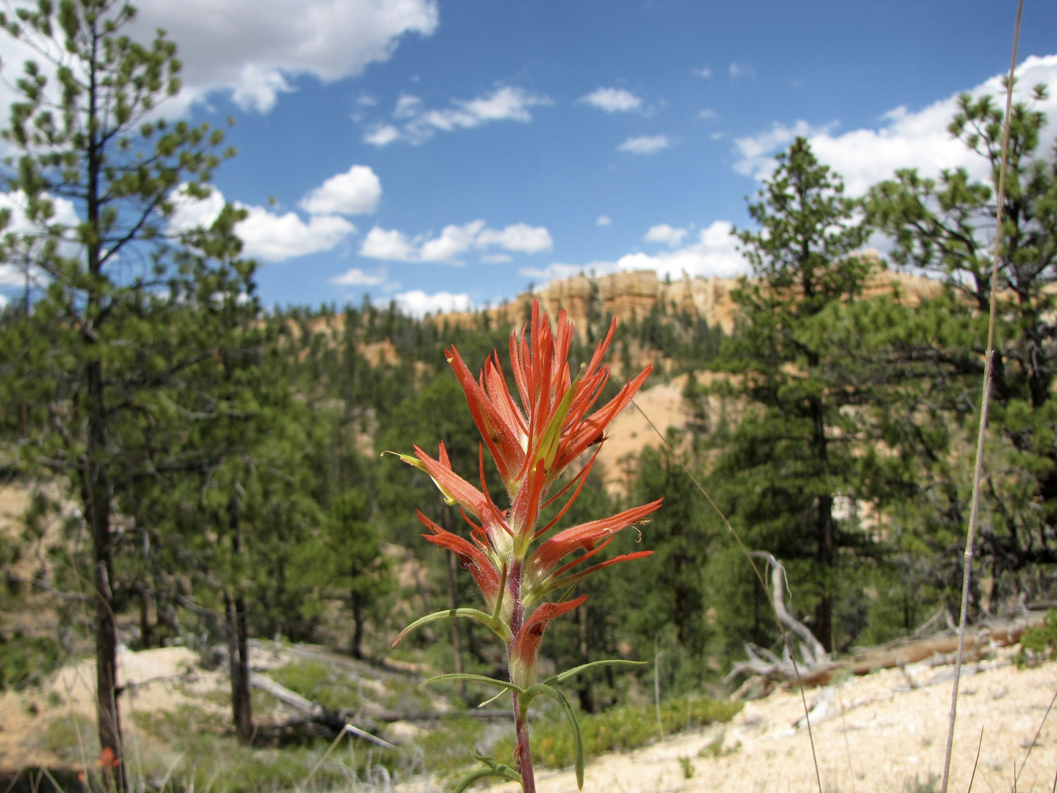 Red wildflower with pine trees and rocky hills