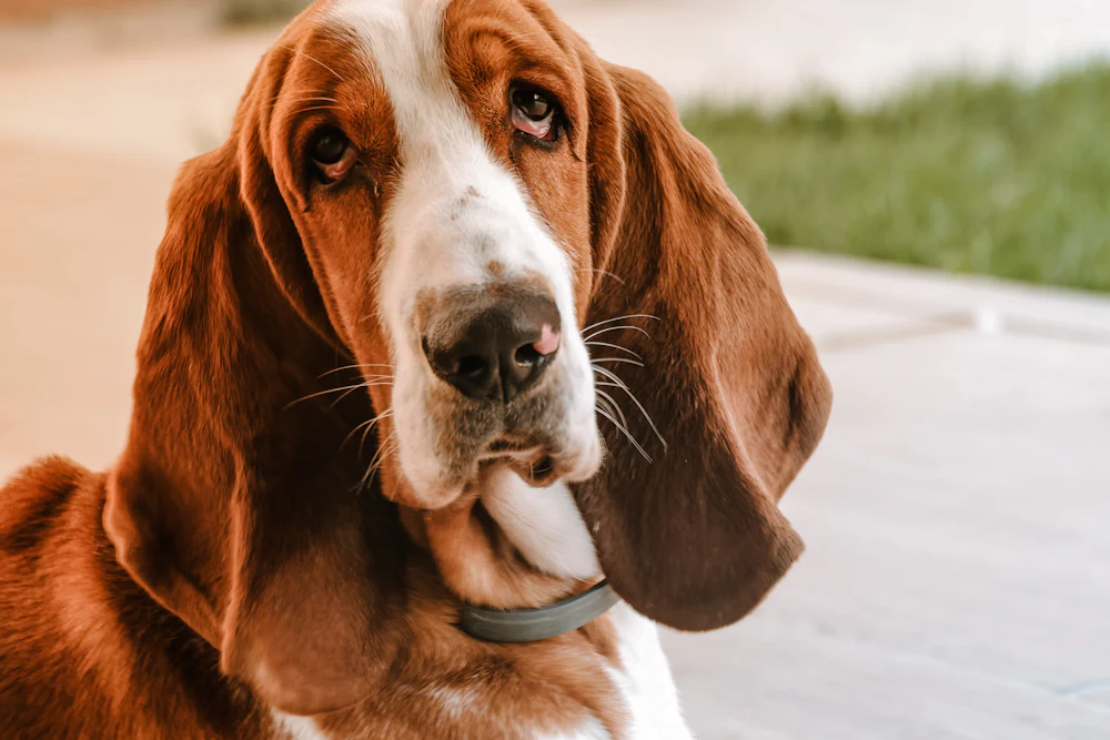 Basset Hound, photo 2
