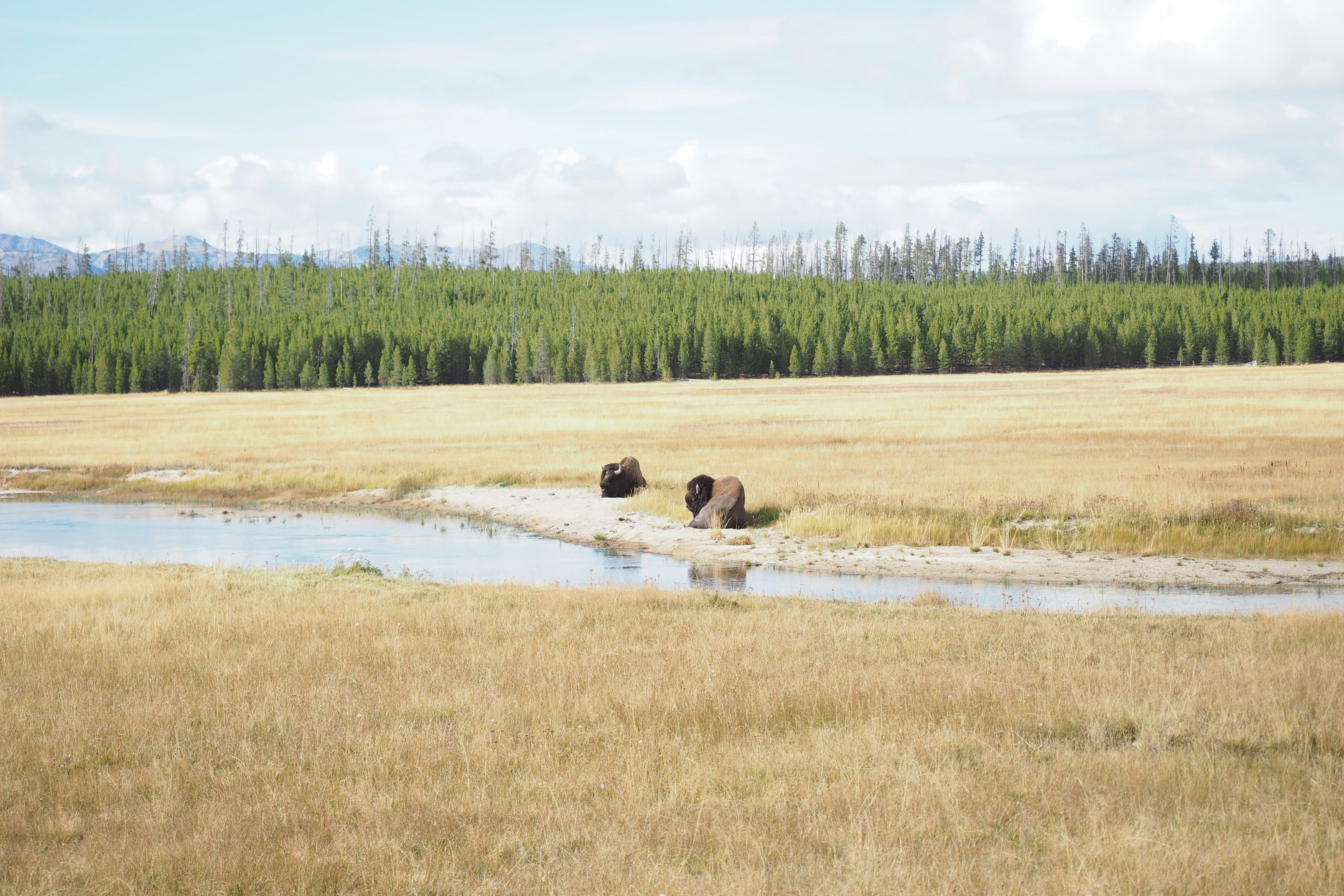 Two bison graze near a stream in a grassy field.