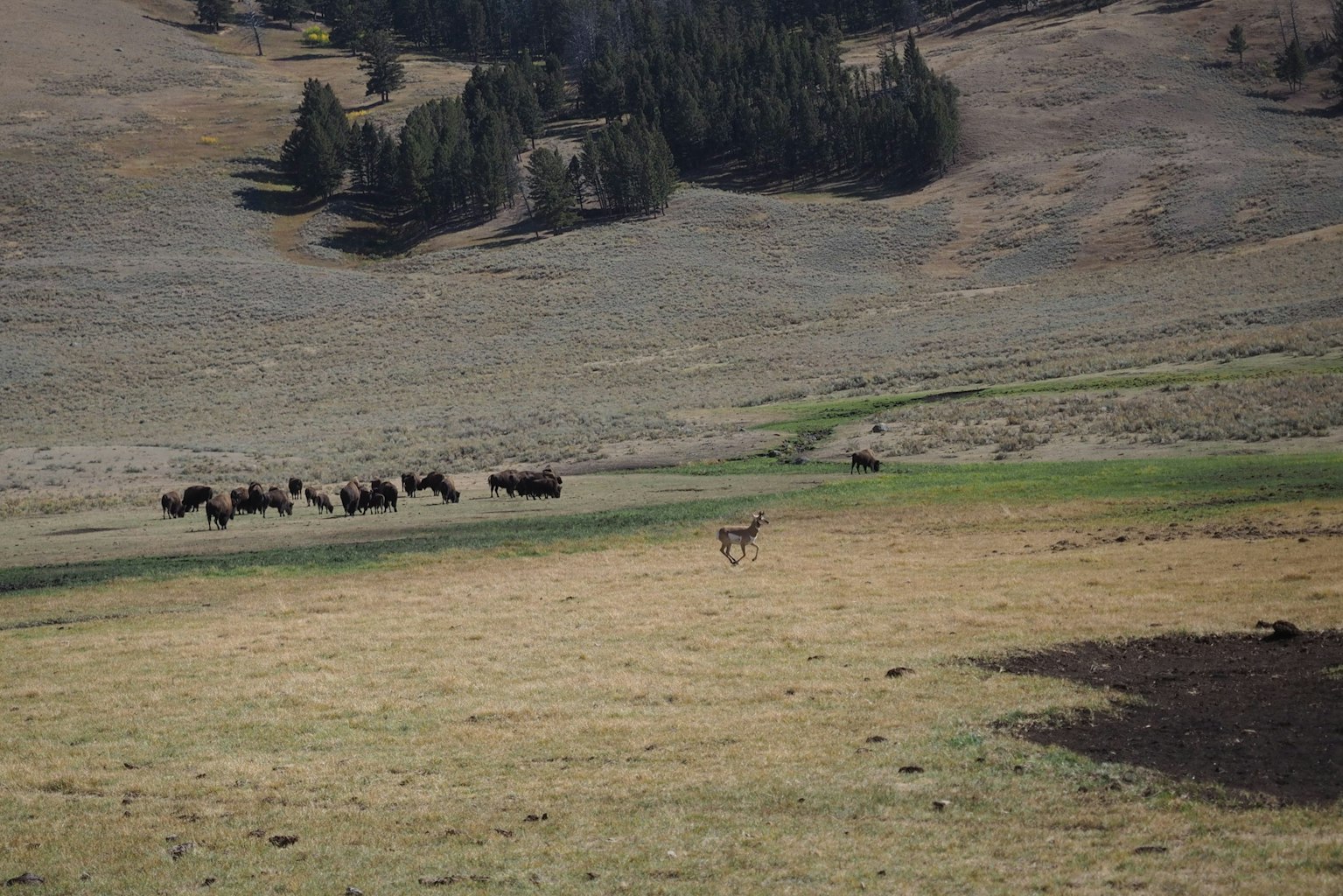 The Economics of the American Cattle Frontier