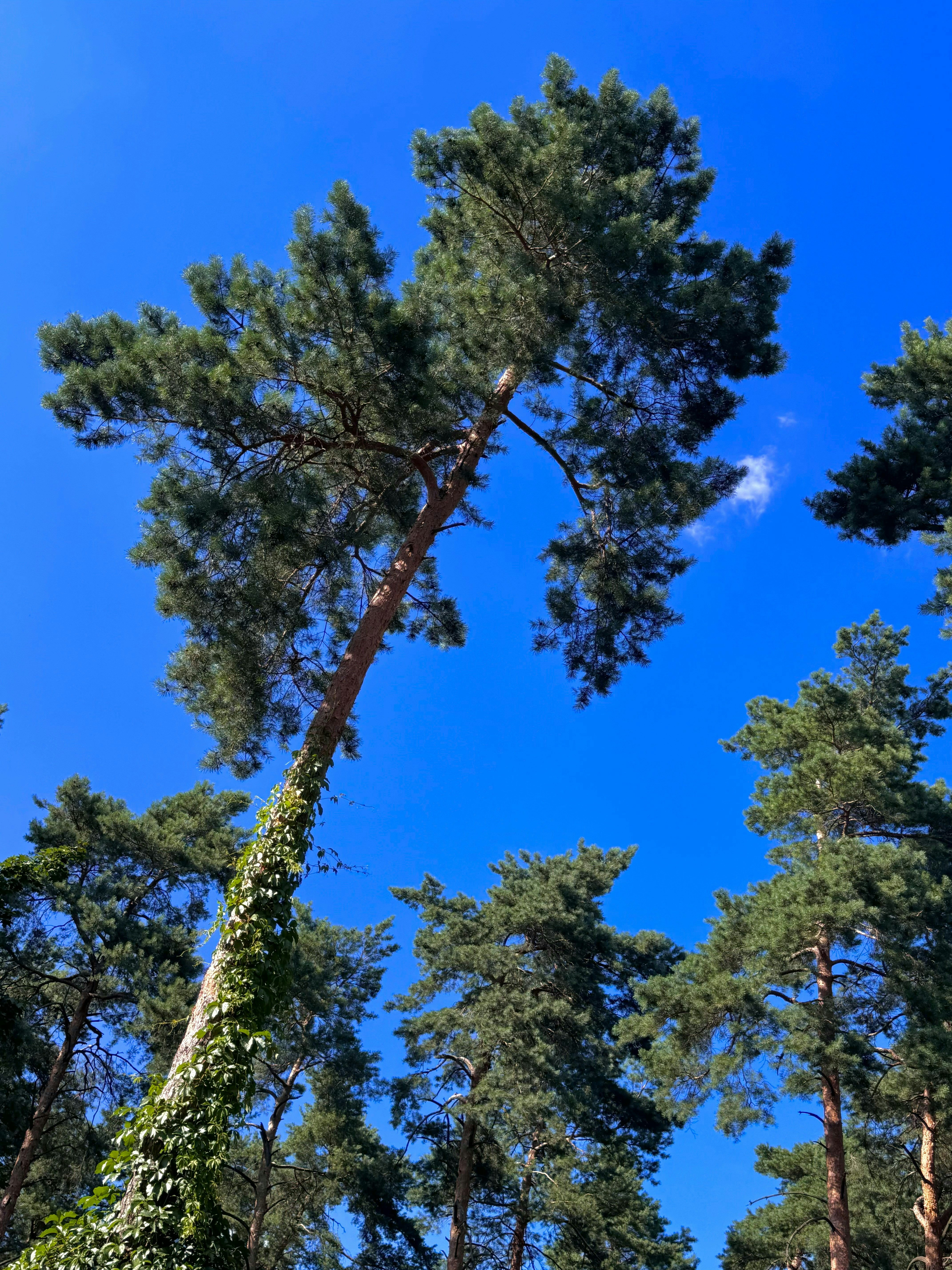Tall pine trees against a clear blue sky