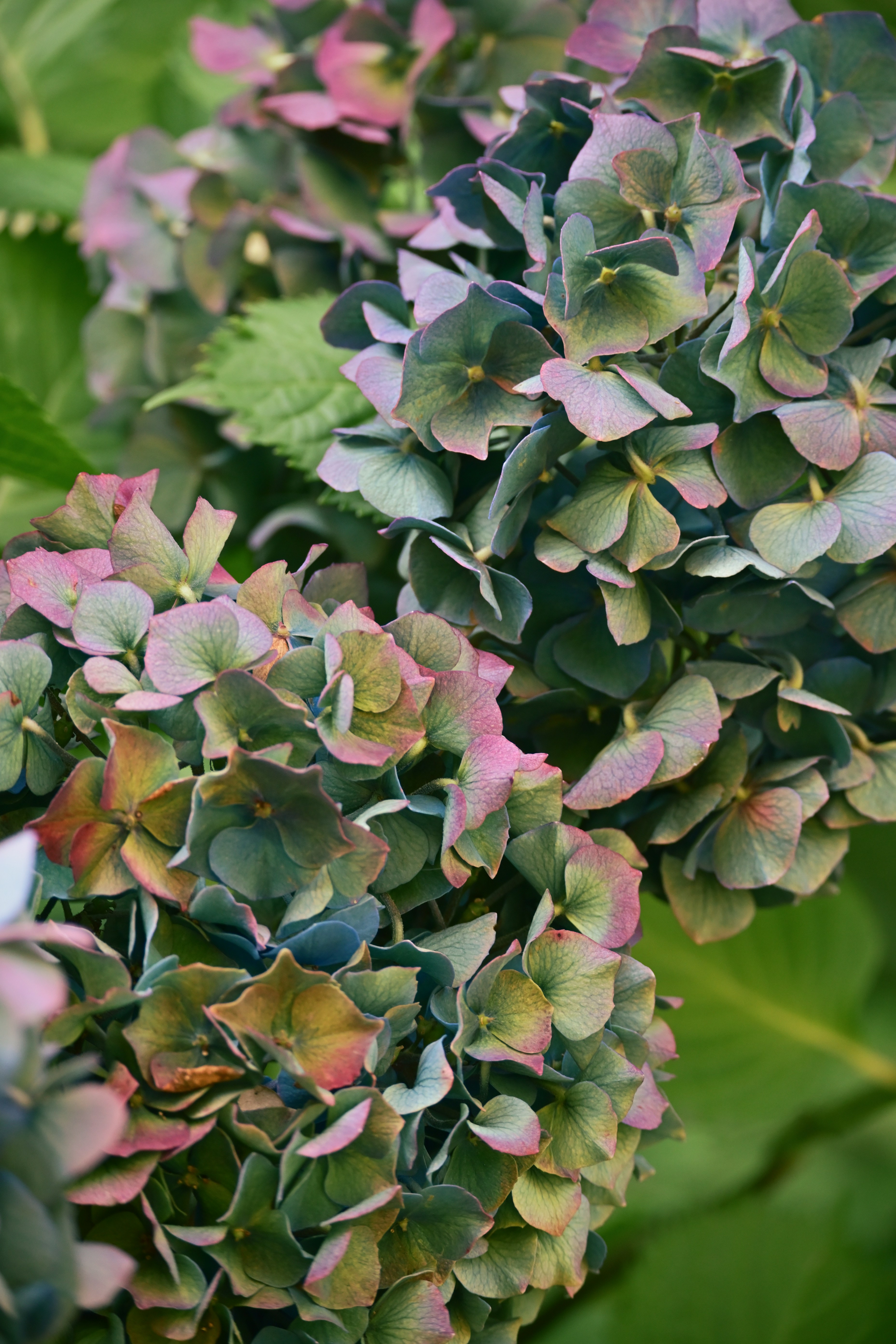 Photo by fleeting_glow