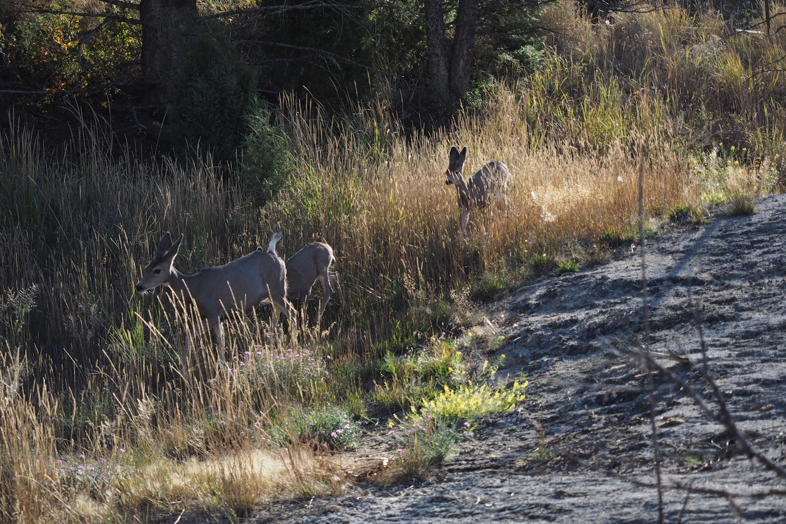 Two deer moving through tall dry prairie grass in the morning light