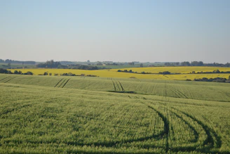 Rolling green fields with yellow flowers under clear sky