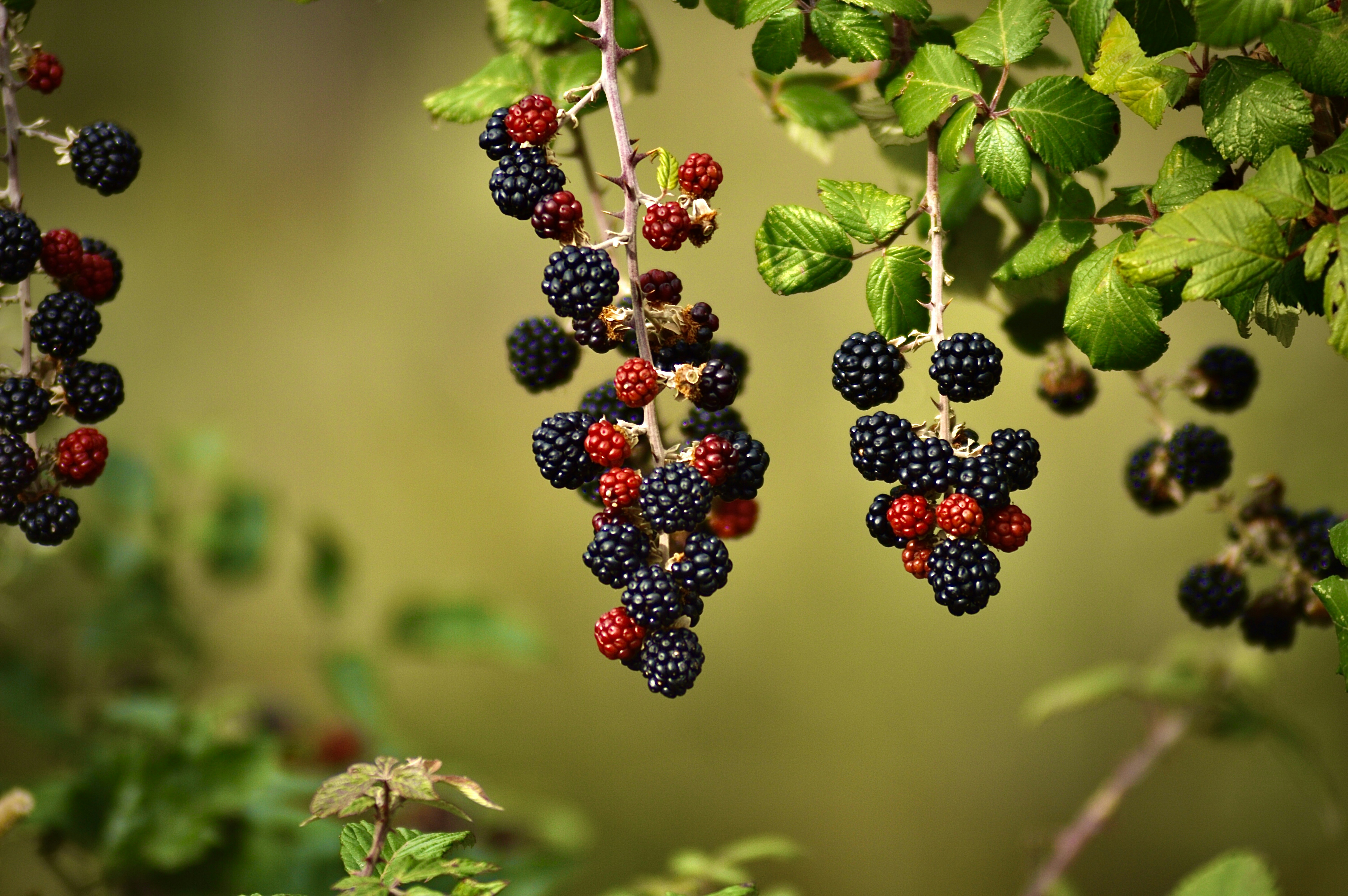 Antioxidants & Training: When They Help...