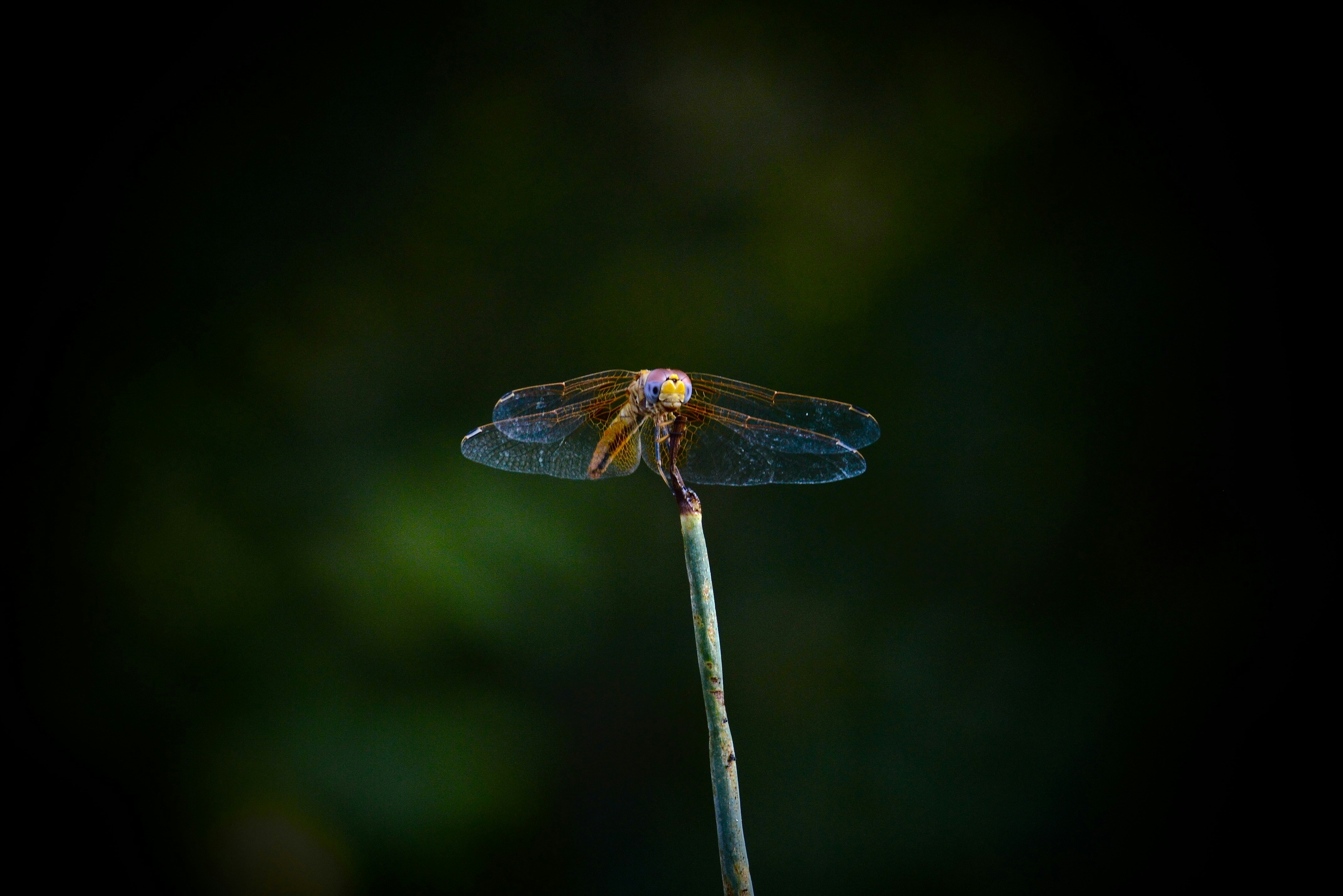 Photo by antoniozarza