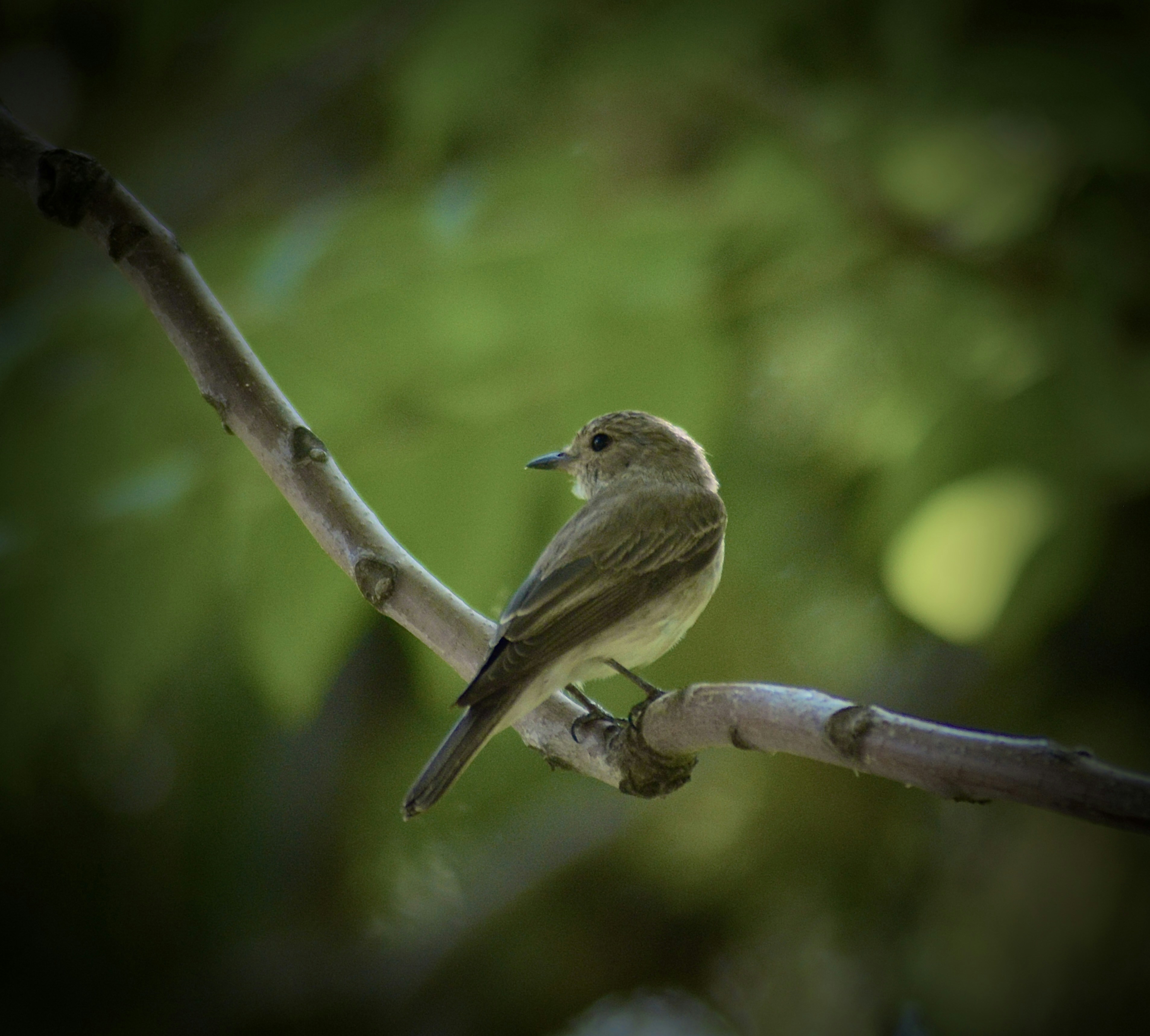 Photo by antoniozarza