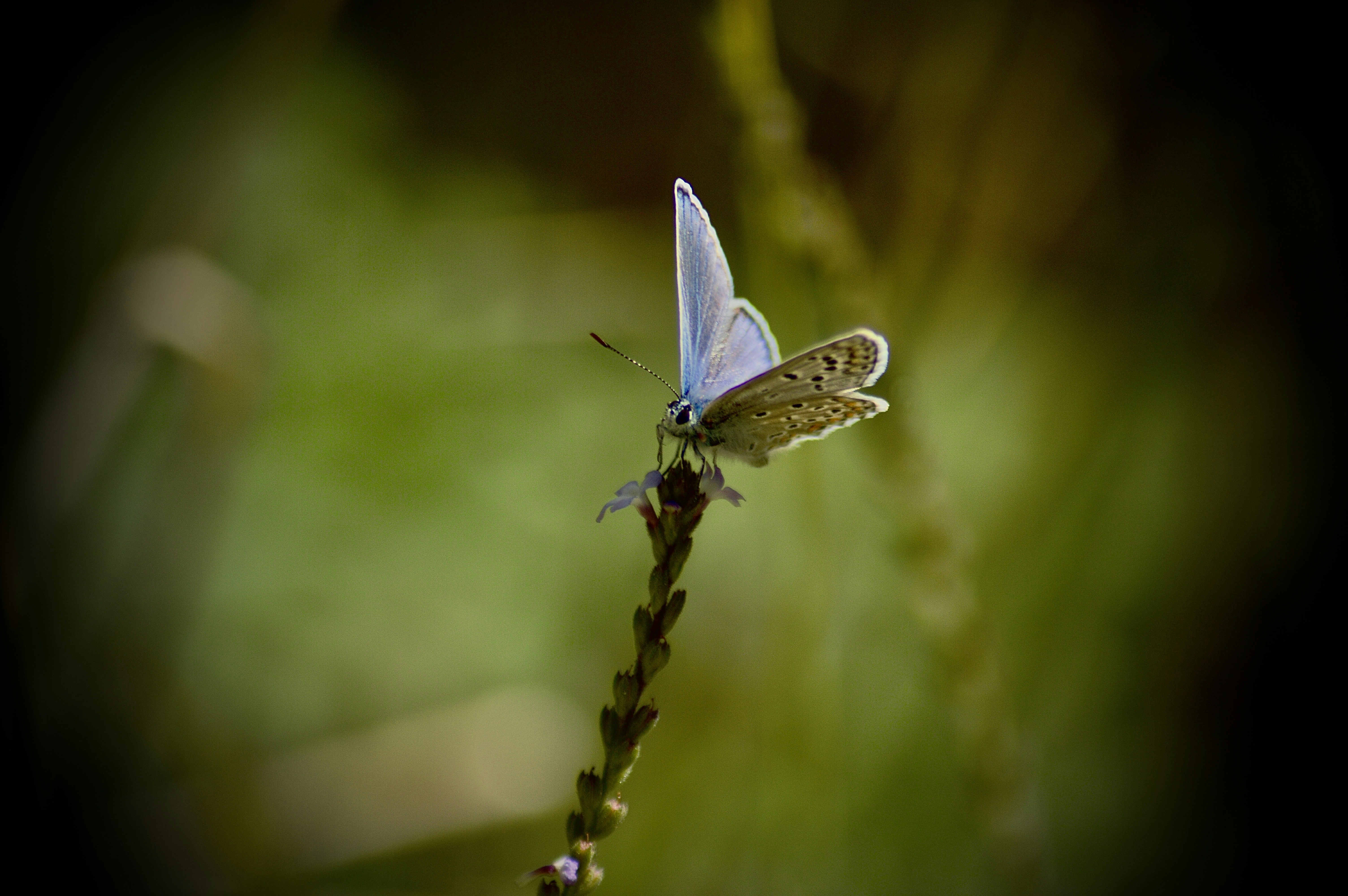 A delicate blue butterfly rests on a thin stem.