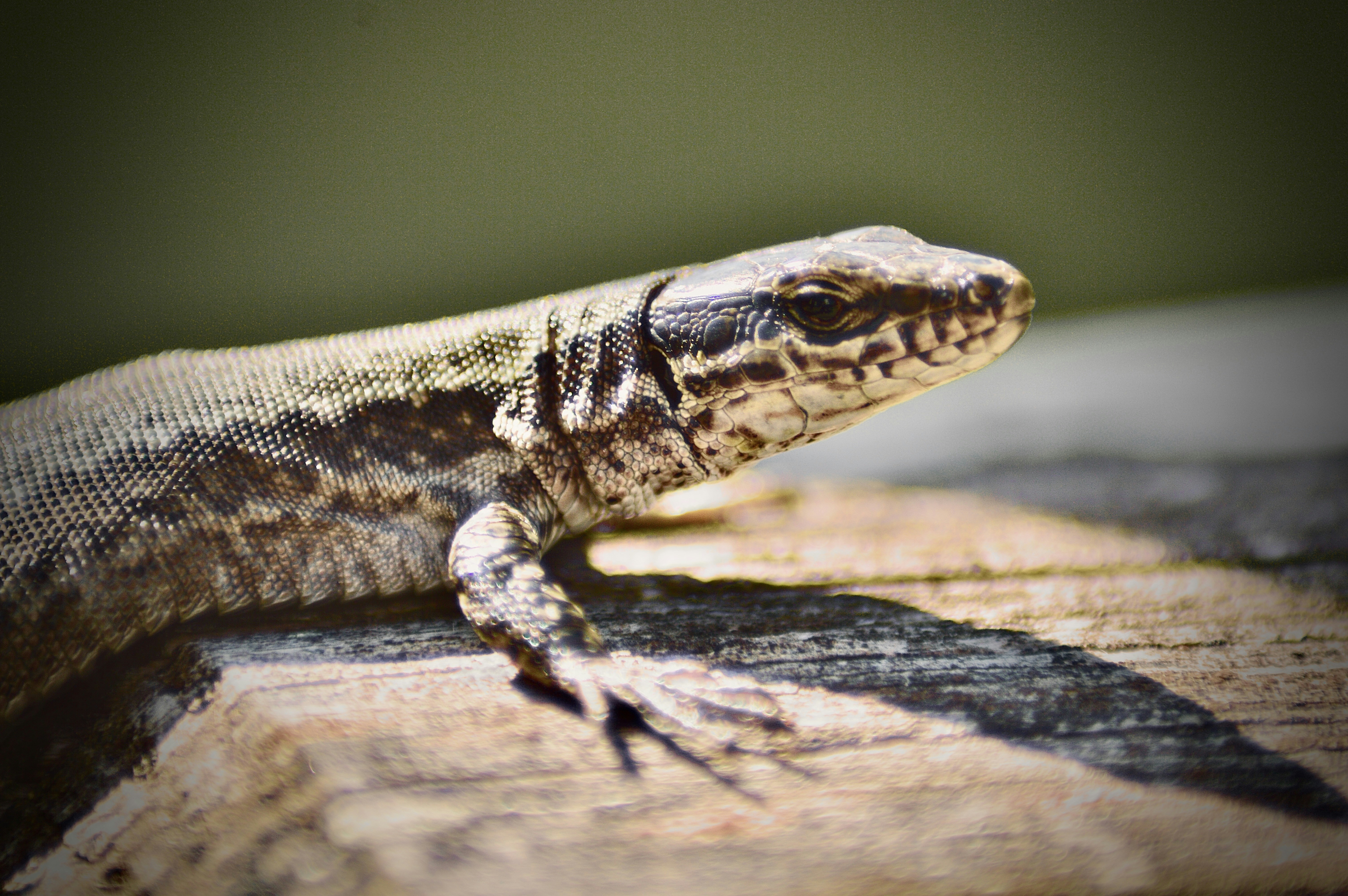 A lizard rests on a wooden surface in sunlight.