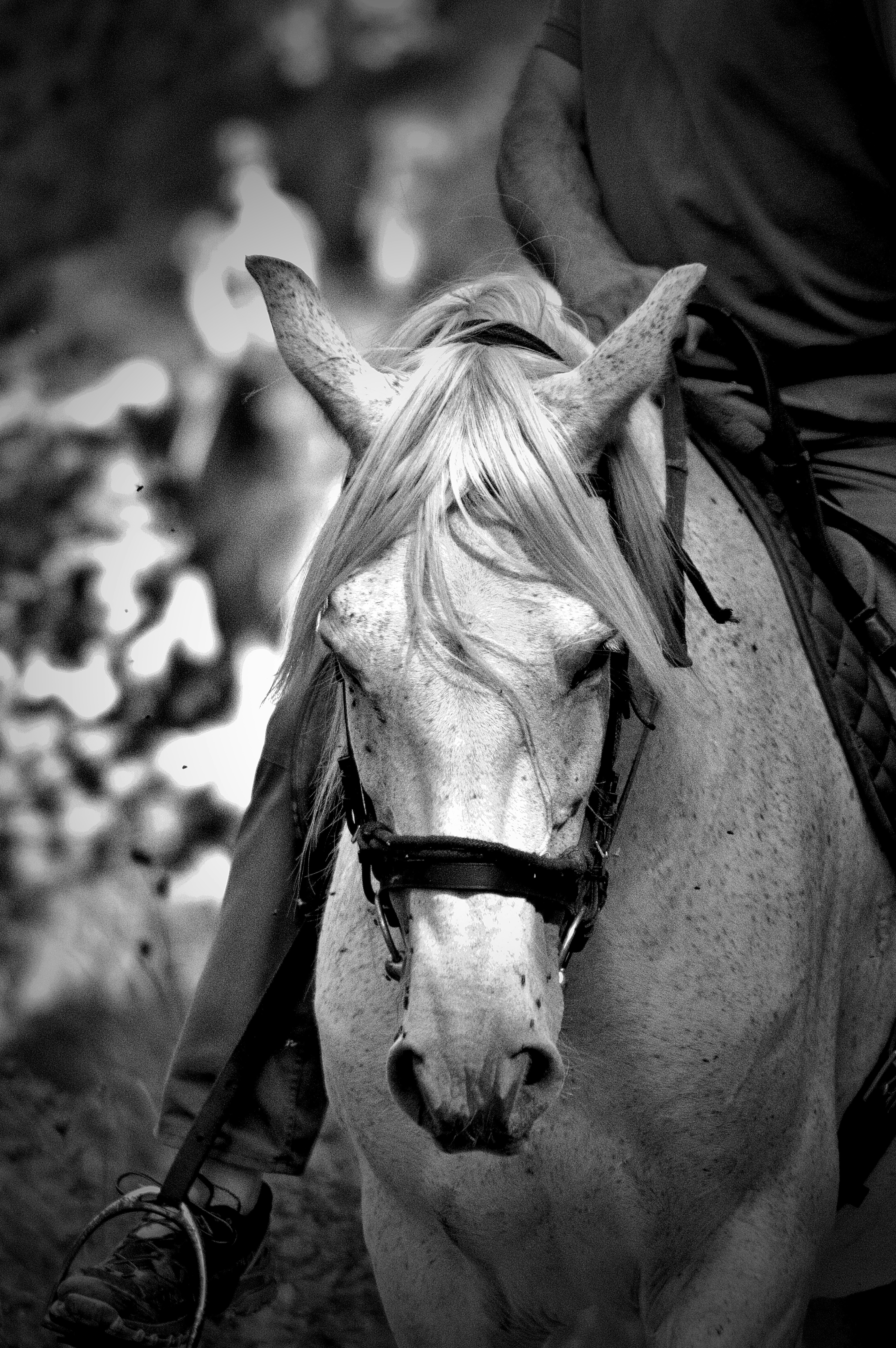 A white horse with a rider in black and white.