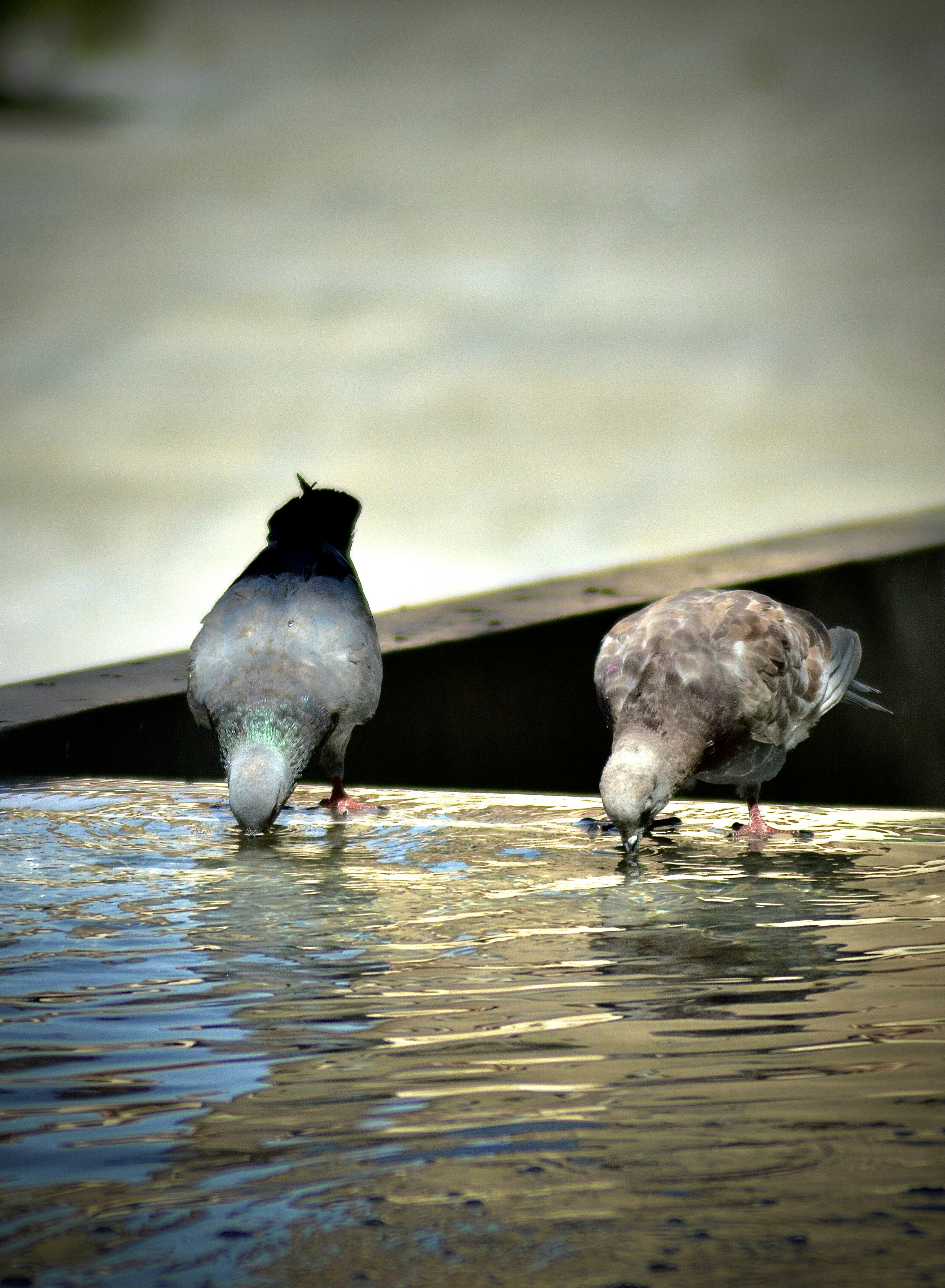 Photo by antoniozarza