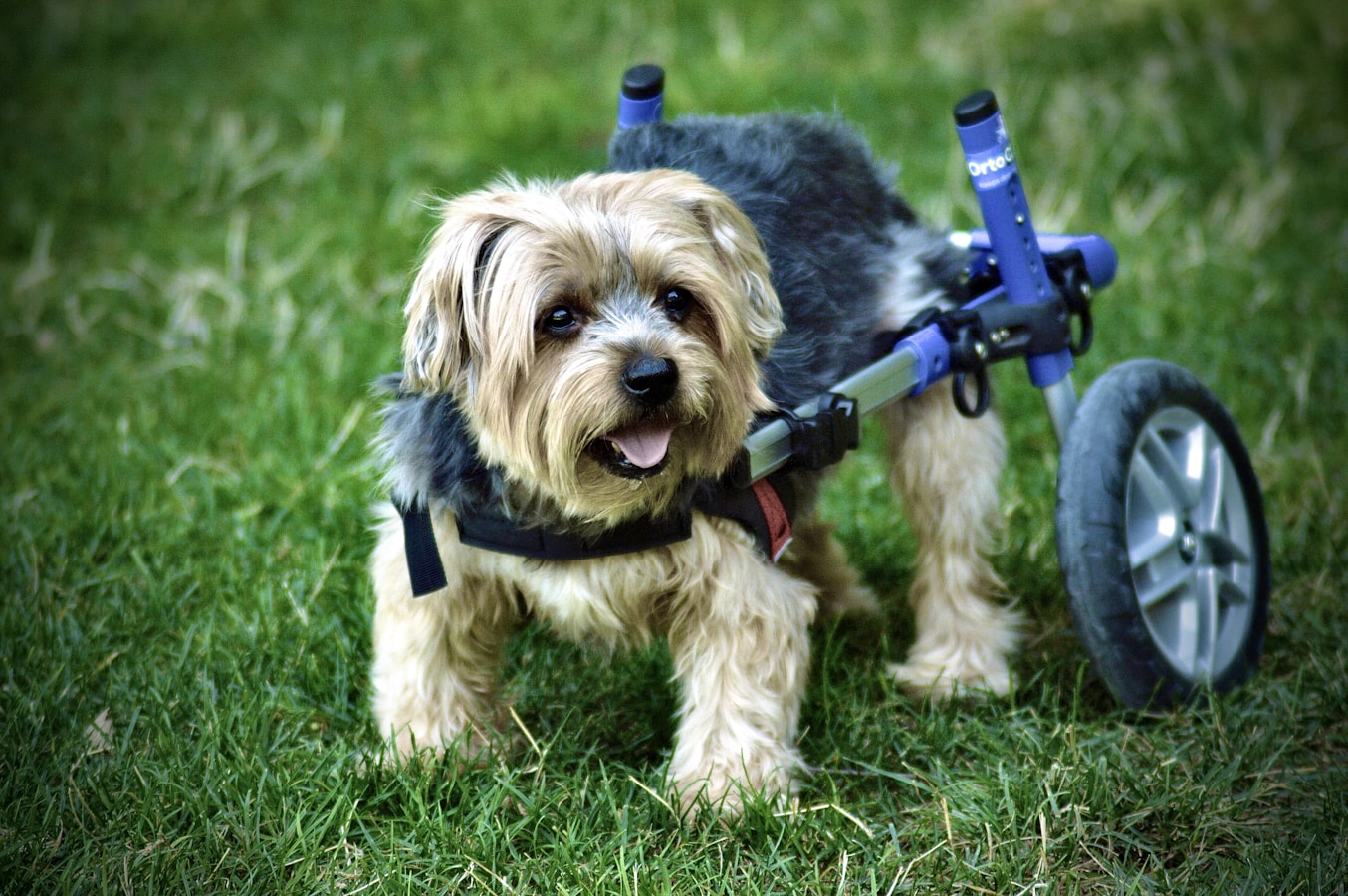 Cómo adaptar a tu perro o gato a la silla de ruedas: las primeras semanas paso a paso