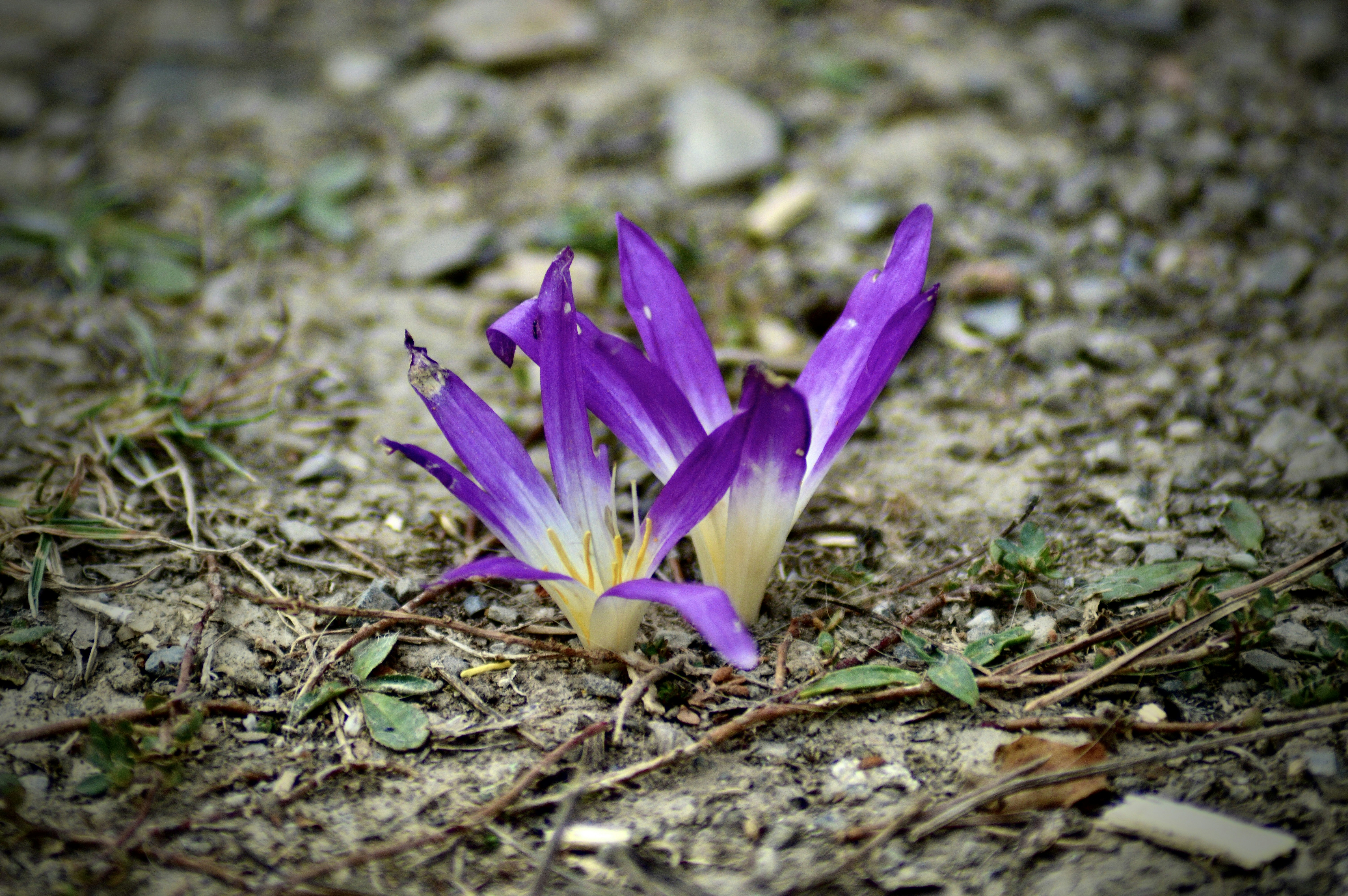 Photo by antoniozarza