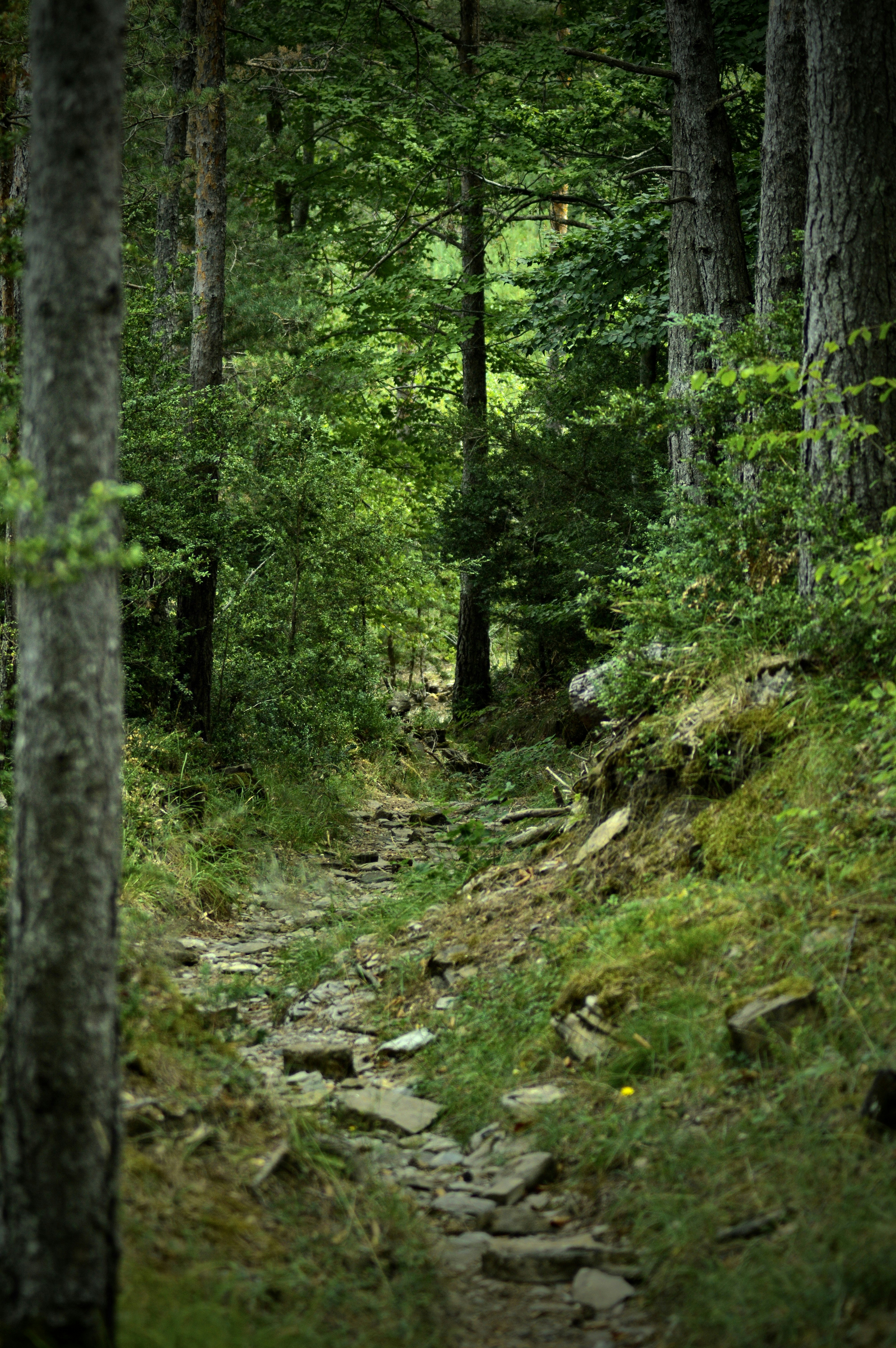 Stone path winding through a lush green forest.
