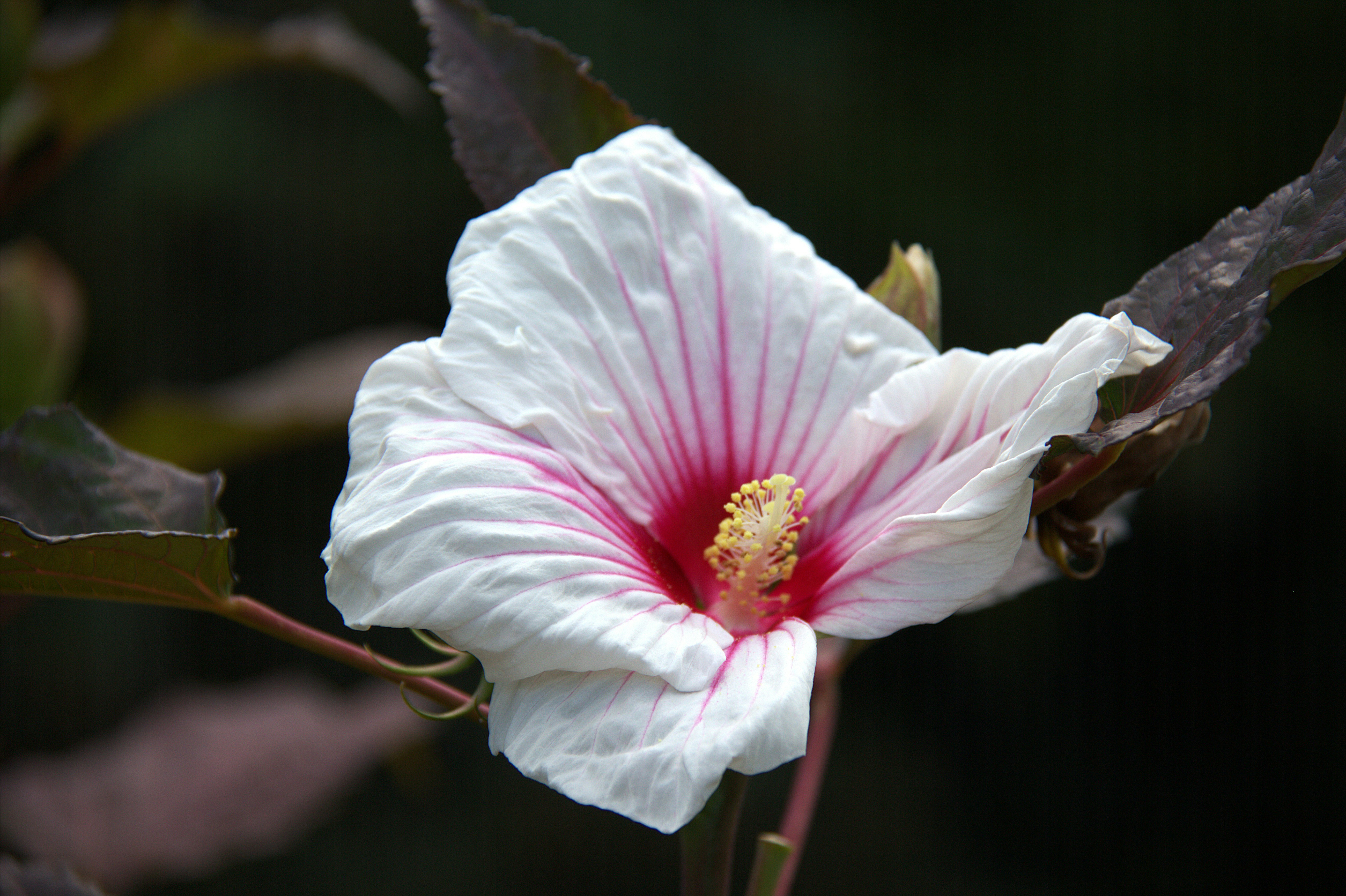 Photo by romeo_golf_oscar