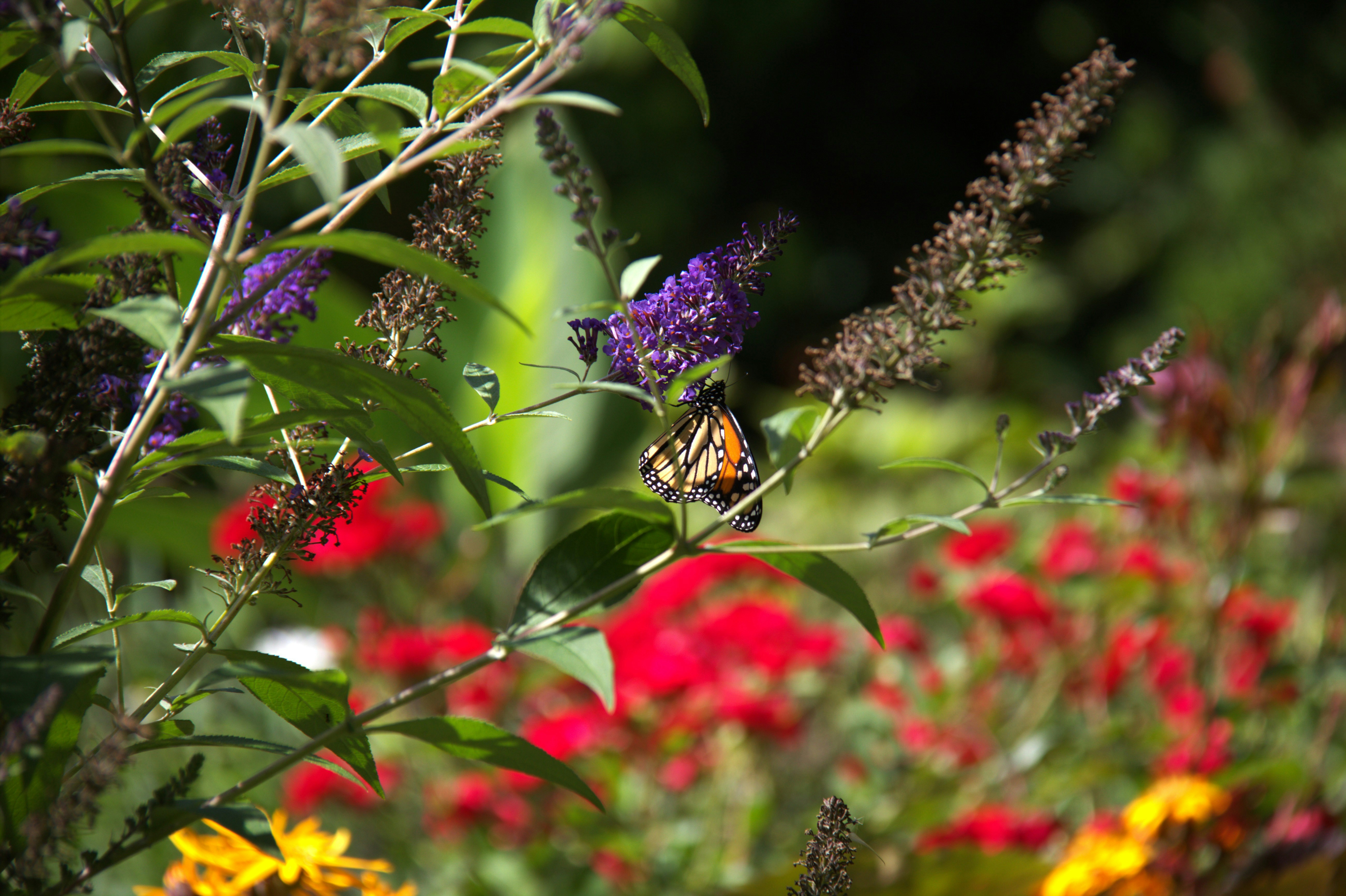 Butterflies on a flowering plant with red flowers.