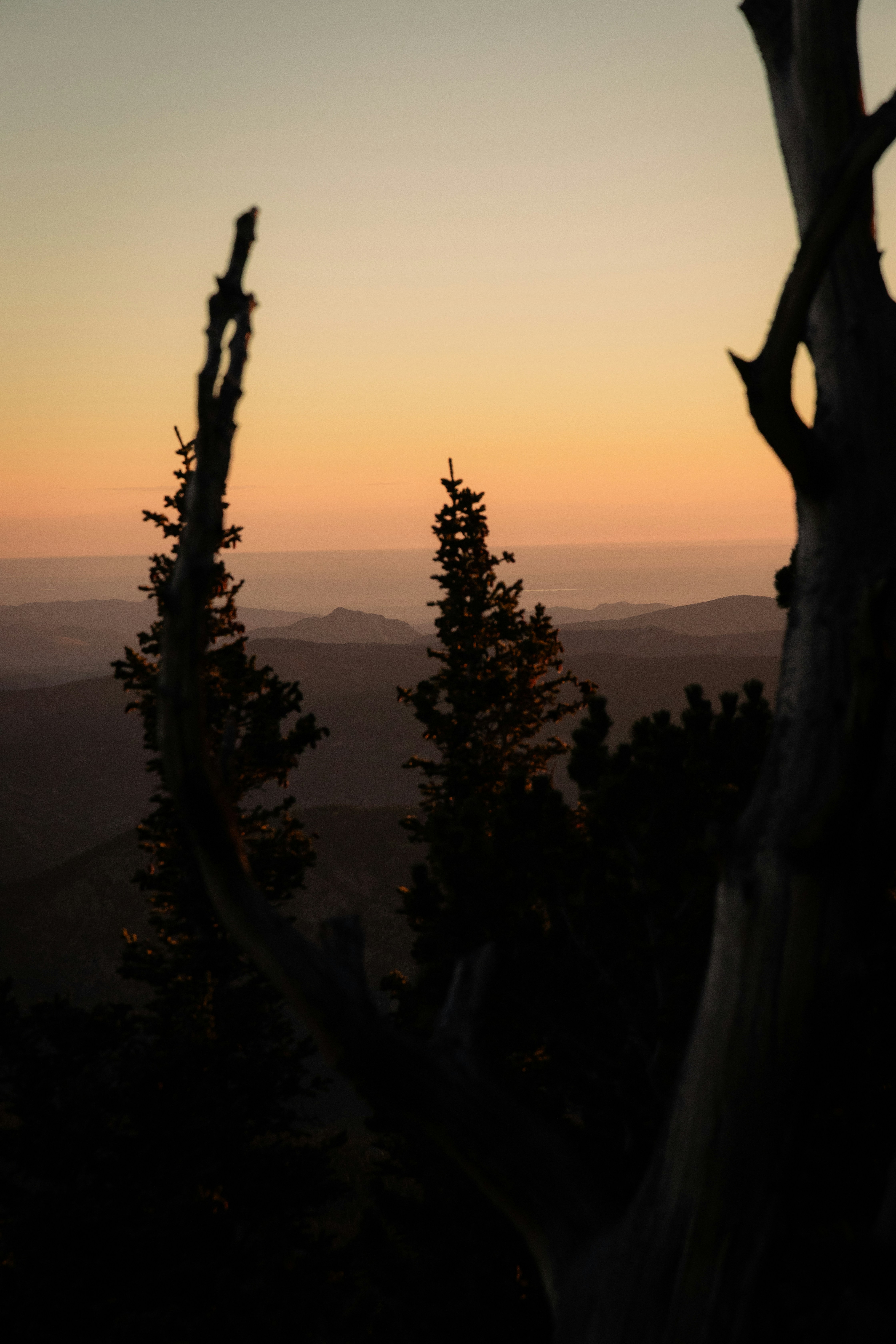 Silhouette of trees against a soft sunset sky